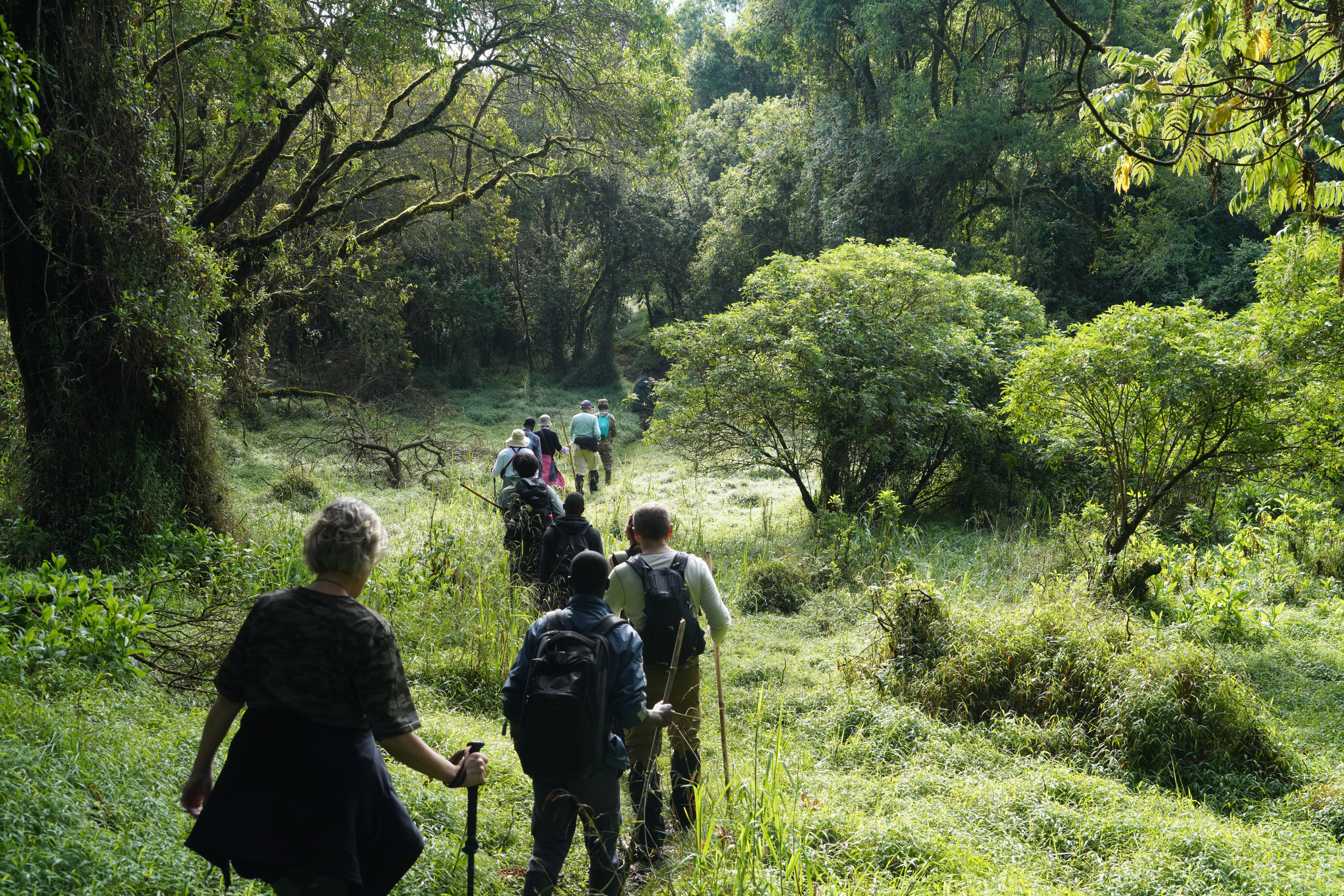 Guests walk single file along a narrow forest path in Uganda, surrounded by dense green foliage and tall trees.