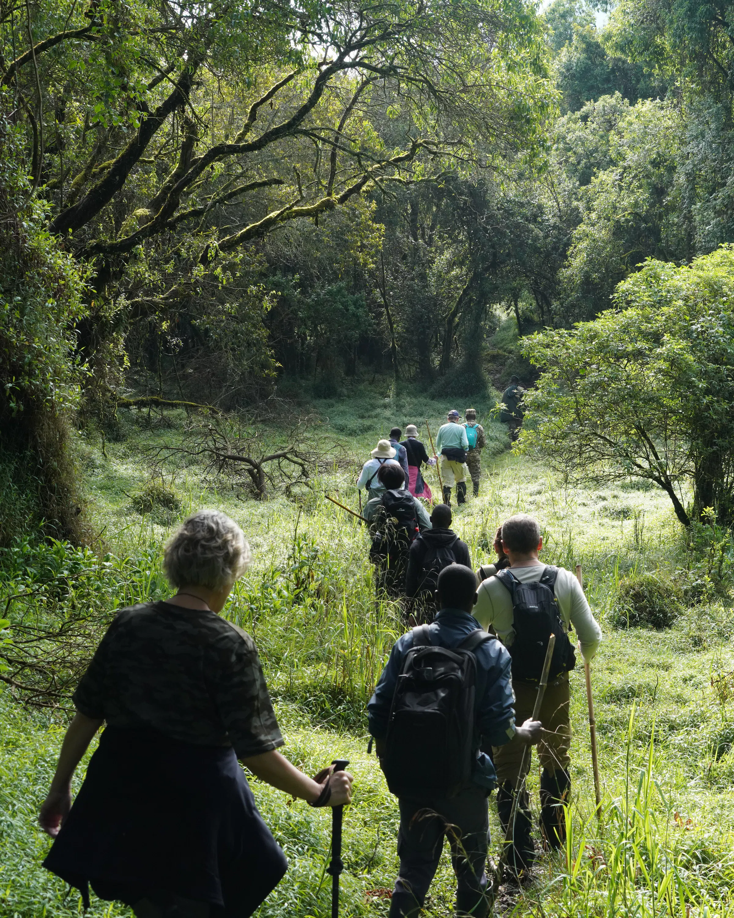 Guests walk single file along a narrow forest path in Uganda, surrounded by dense green foliage and tall trees.