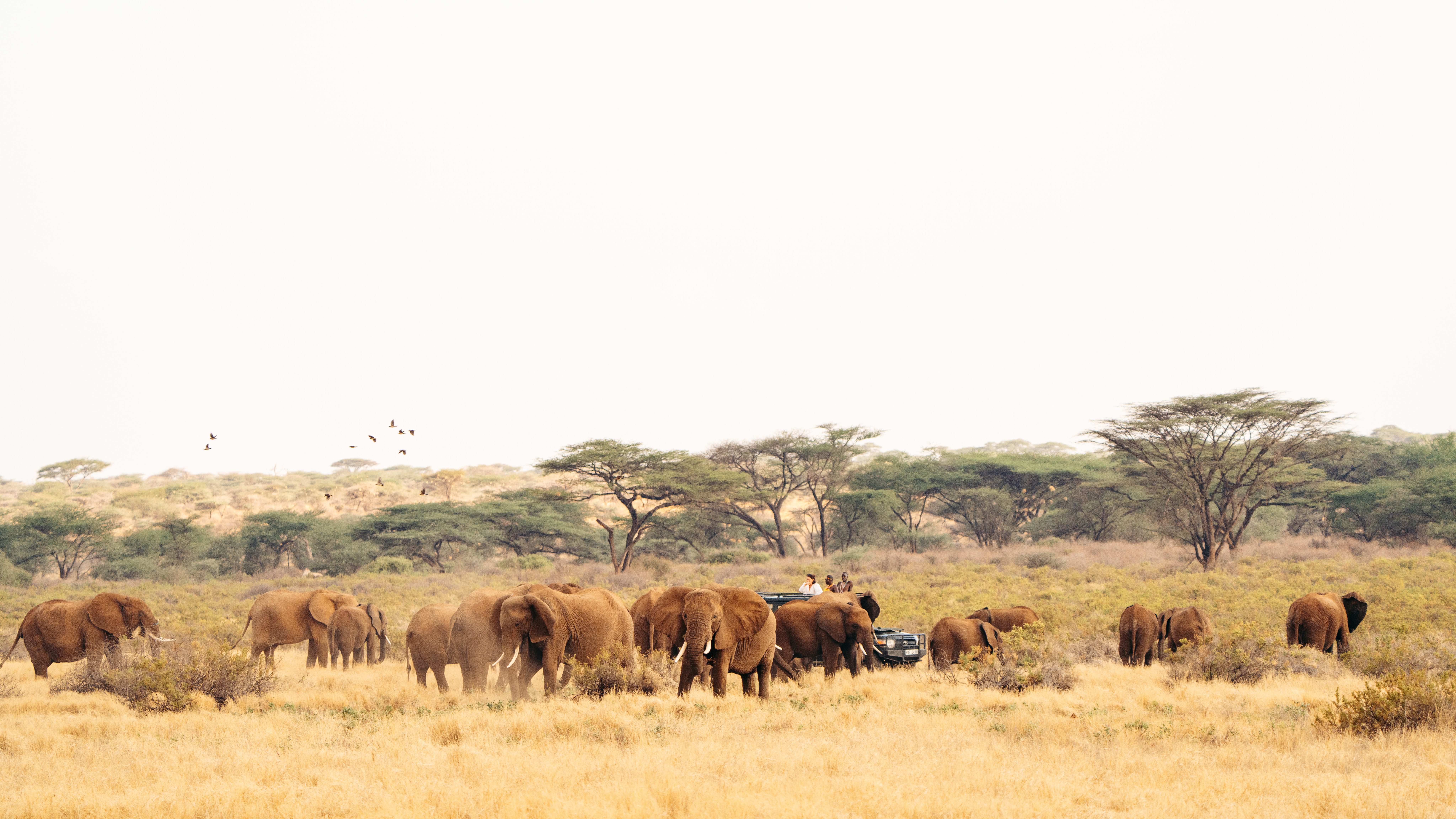 A herd of elephants surrounds a safari vehicle in open country at Sarara, with acacia trees on the horizon.
