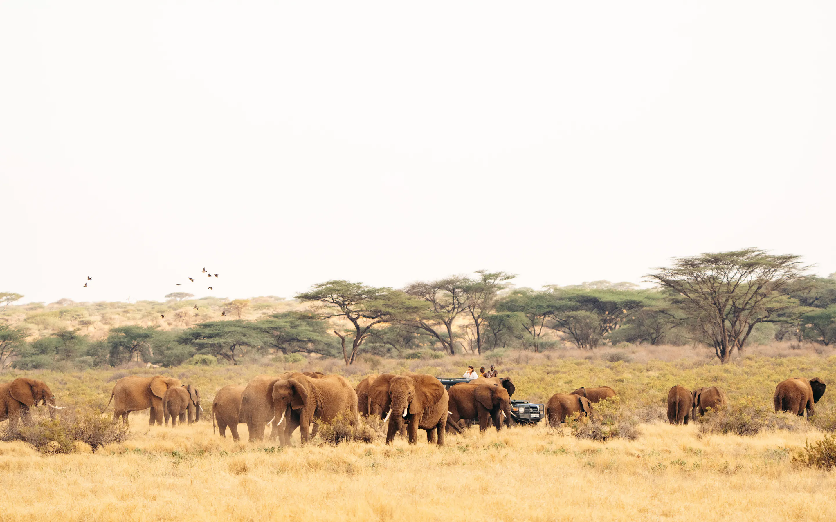 A herd of elephants surrounds a safari vehicle in open country at Sarara, with acacia trees on the horizon.