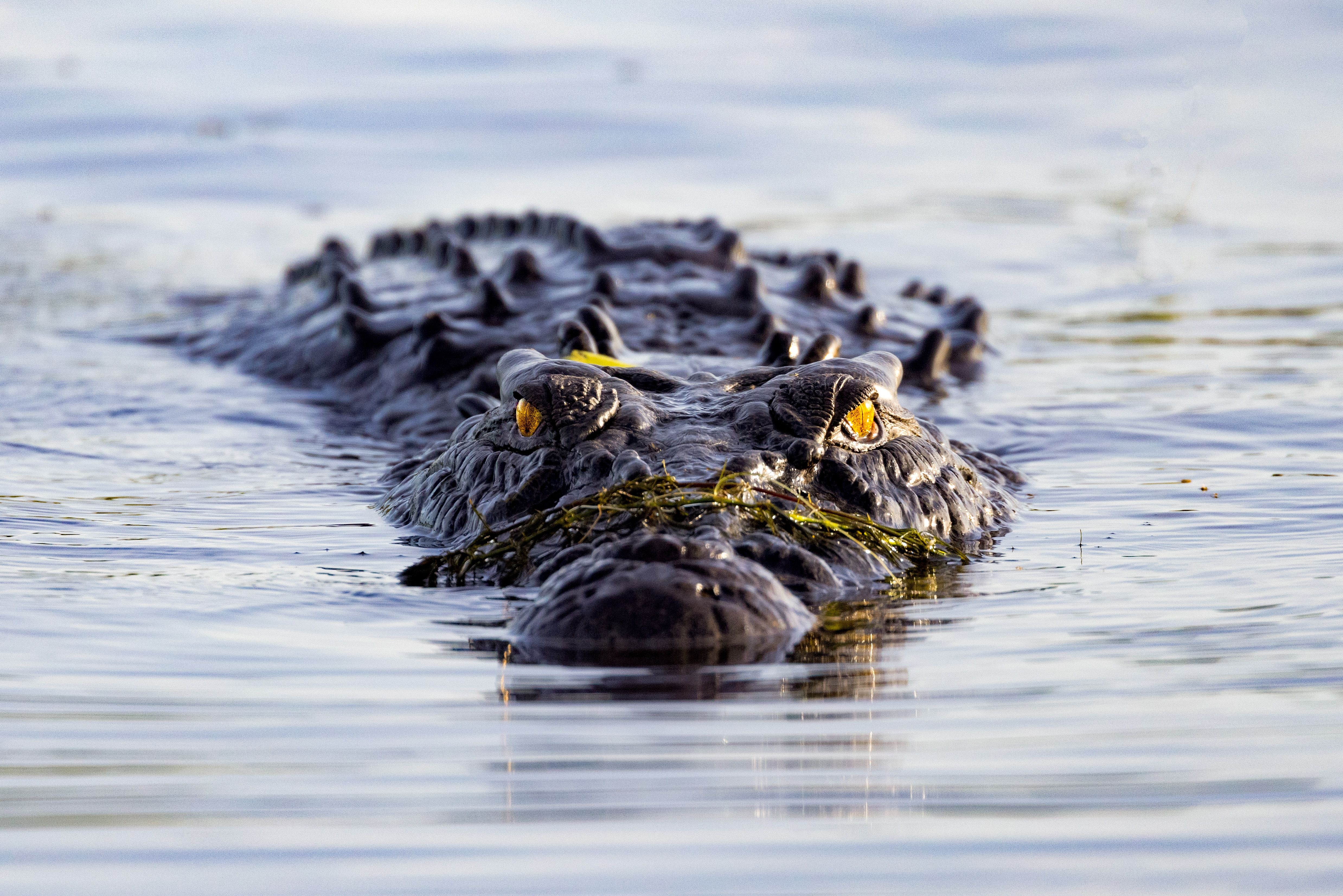Close-up of a crocodile swimming just above the water’s surface, its eyes and ridged back visible as it glides forward.