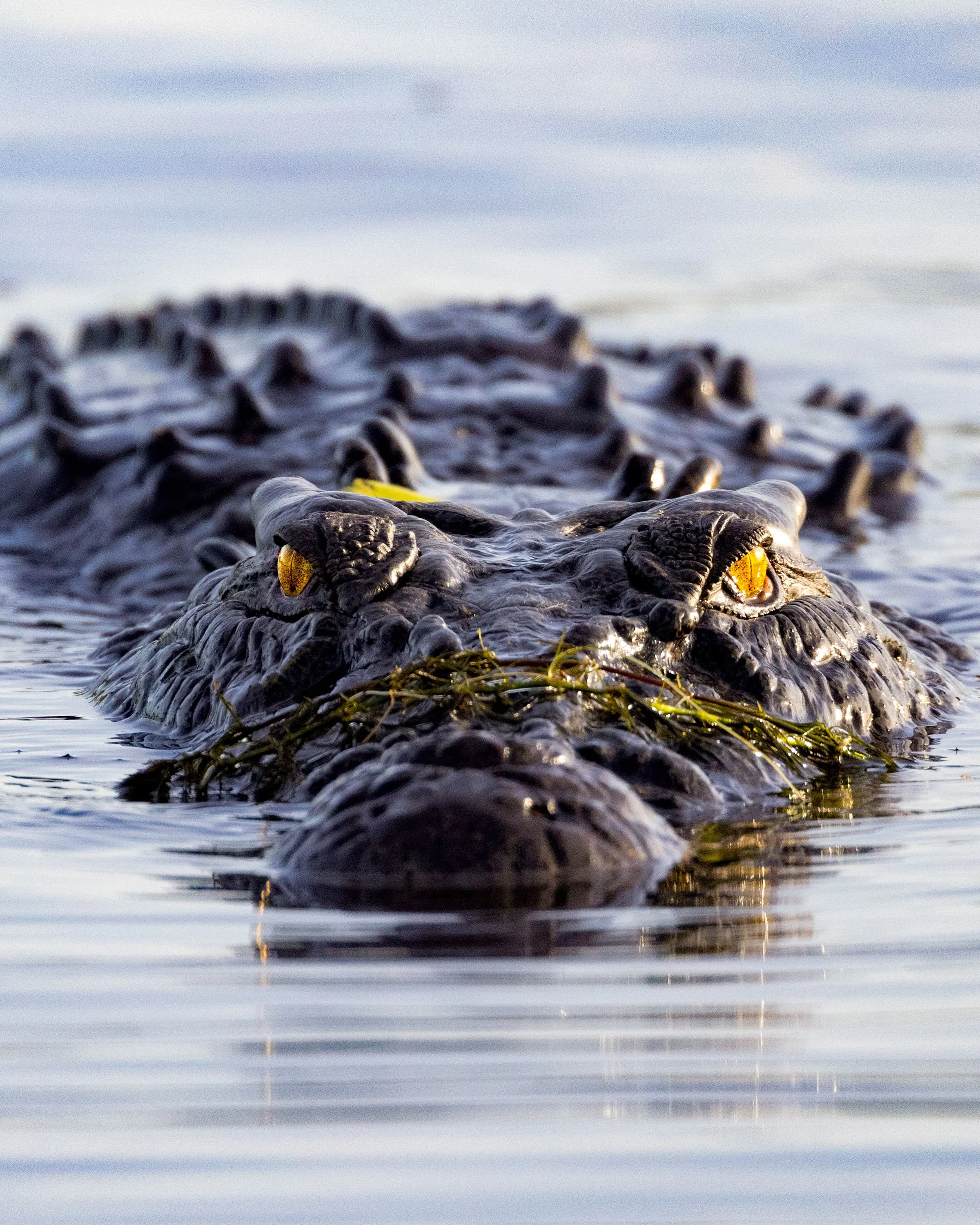 Close-up of a crocodile swimming just above the water’s surface, its eyes and ridged back visible as it glides forward.