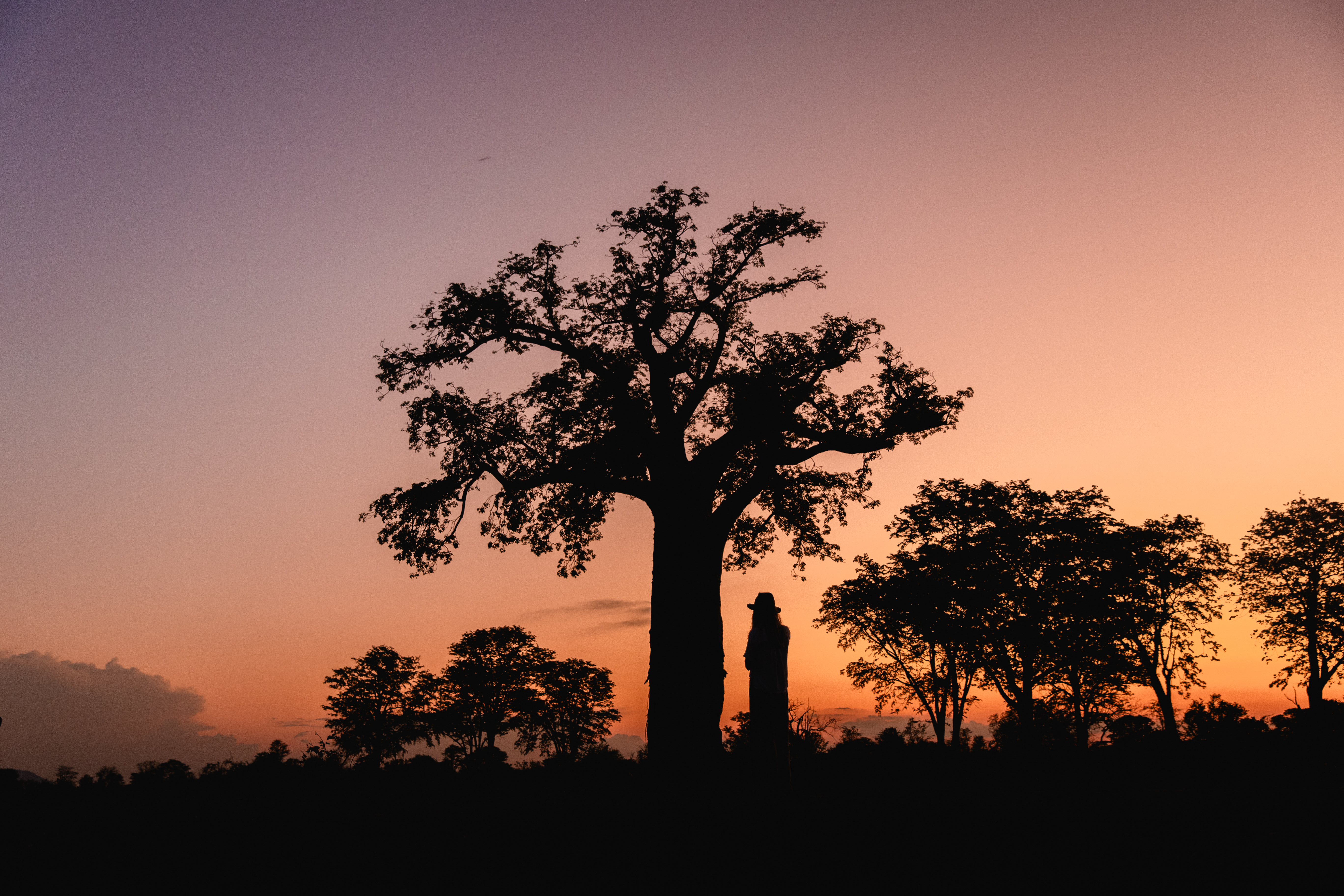 Silhouette of a large baobab tree and a person standing beneath it against a colorful sunset sky.
