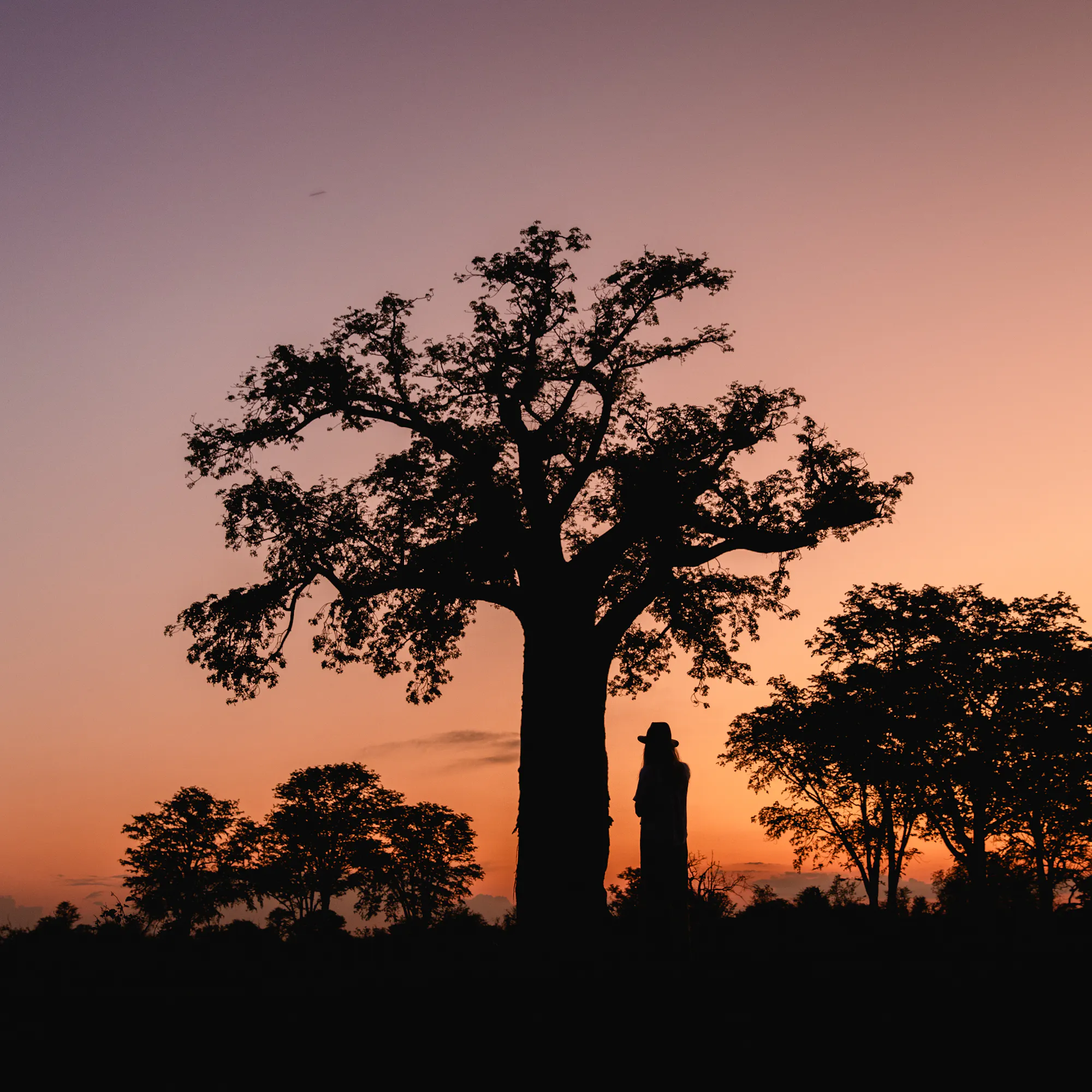 Silhouette of a large baobab tree and a person standing beneath it against a colorful sunset sky.