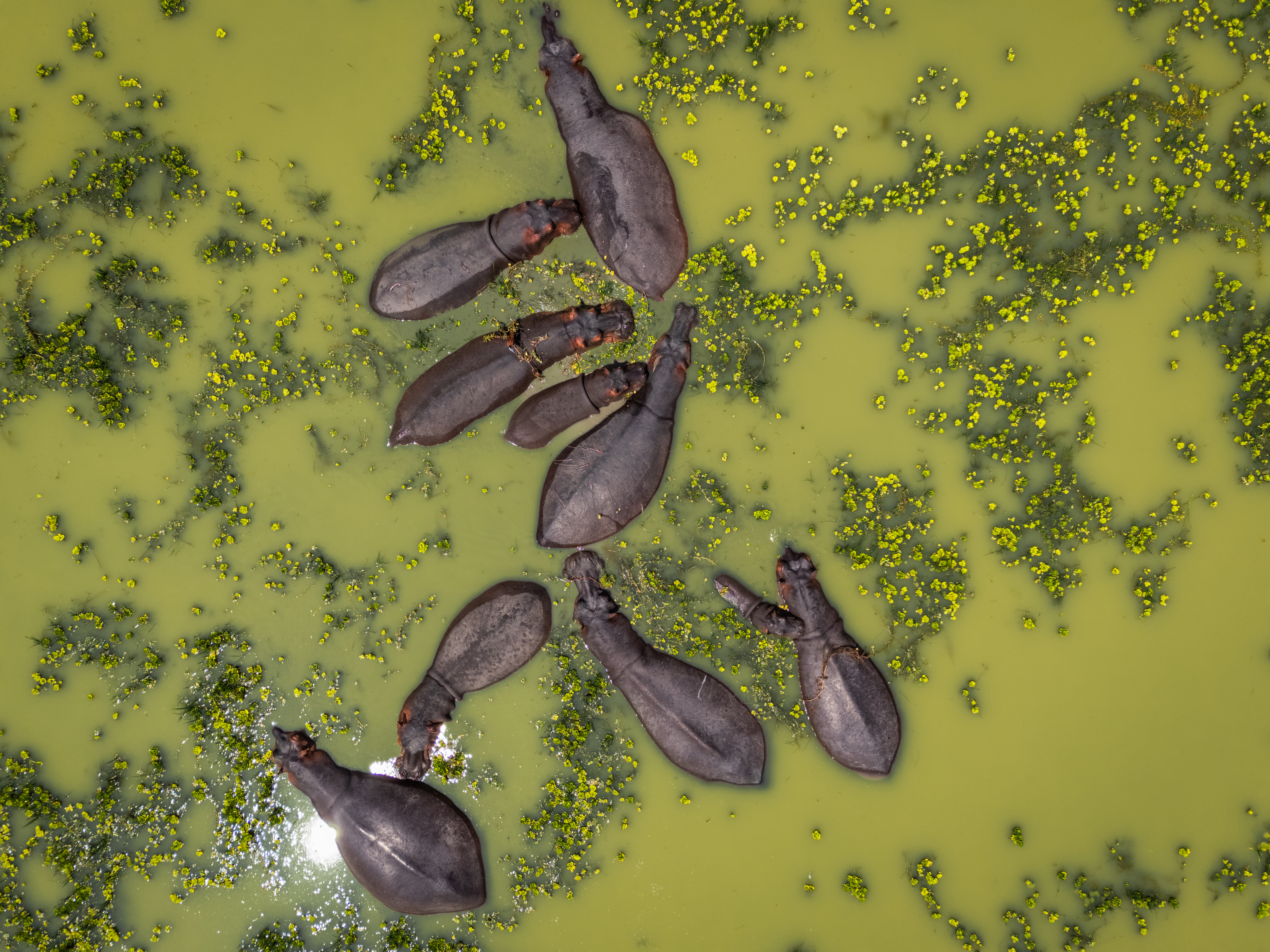 Aerial view of a group of hippos submerged in green water dotted with floating vegetation.