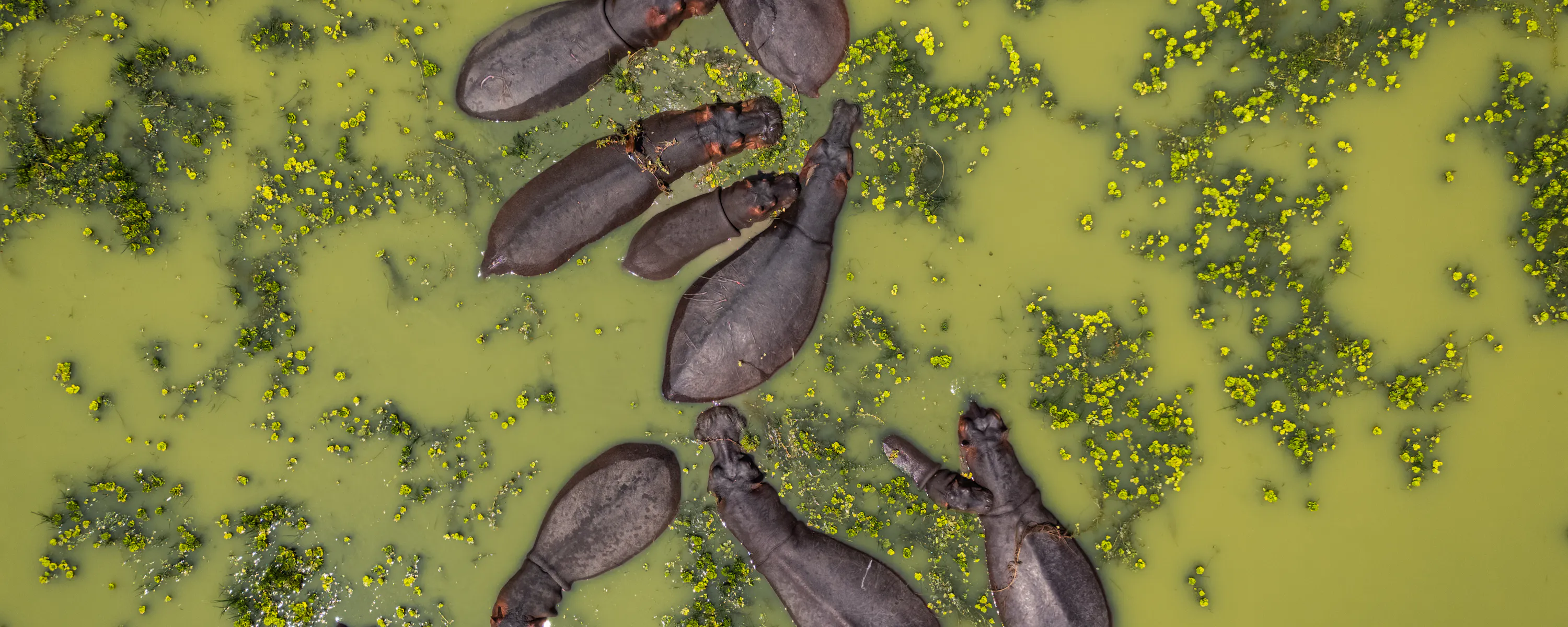 Aerial view of a group of hippos submerged in green water dotted with floating vegetation.