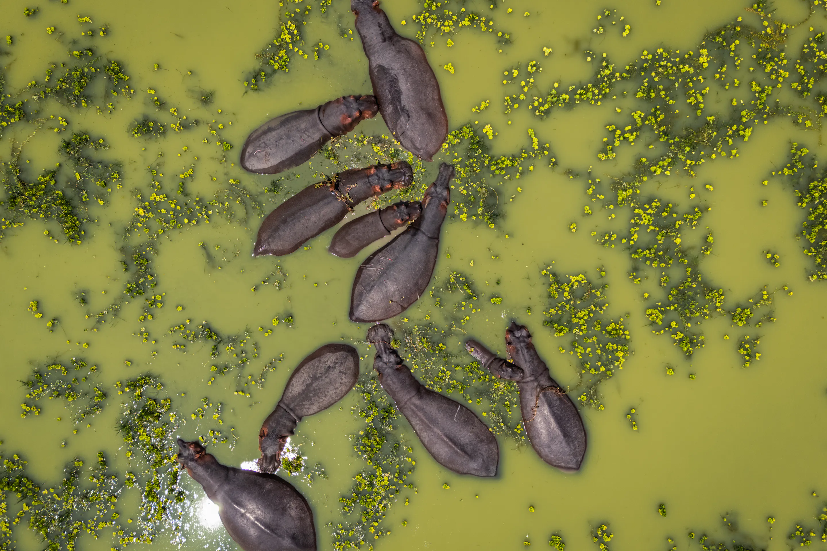 Aerial view of a group of hippos submerged in green water dotted with floating vegetation.