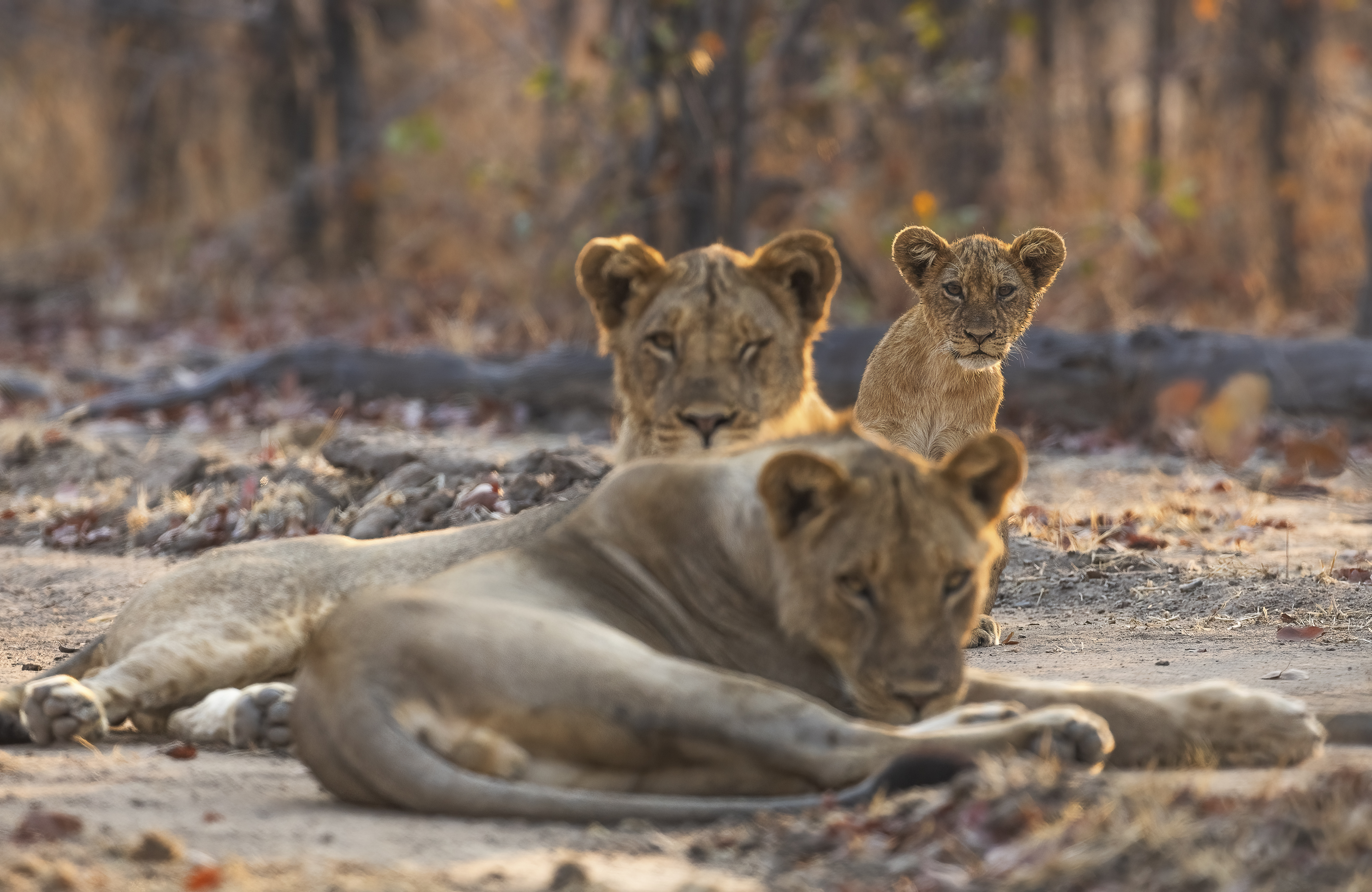 Three young lions resting on the ground in warm evening light, one looking directly at the camera.