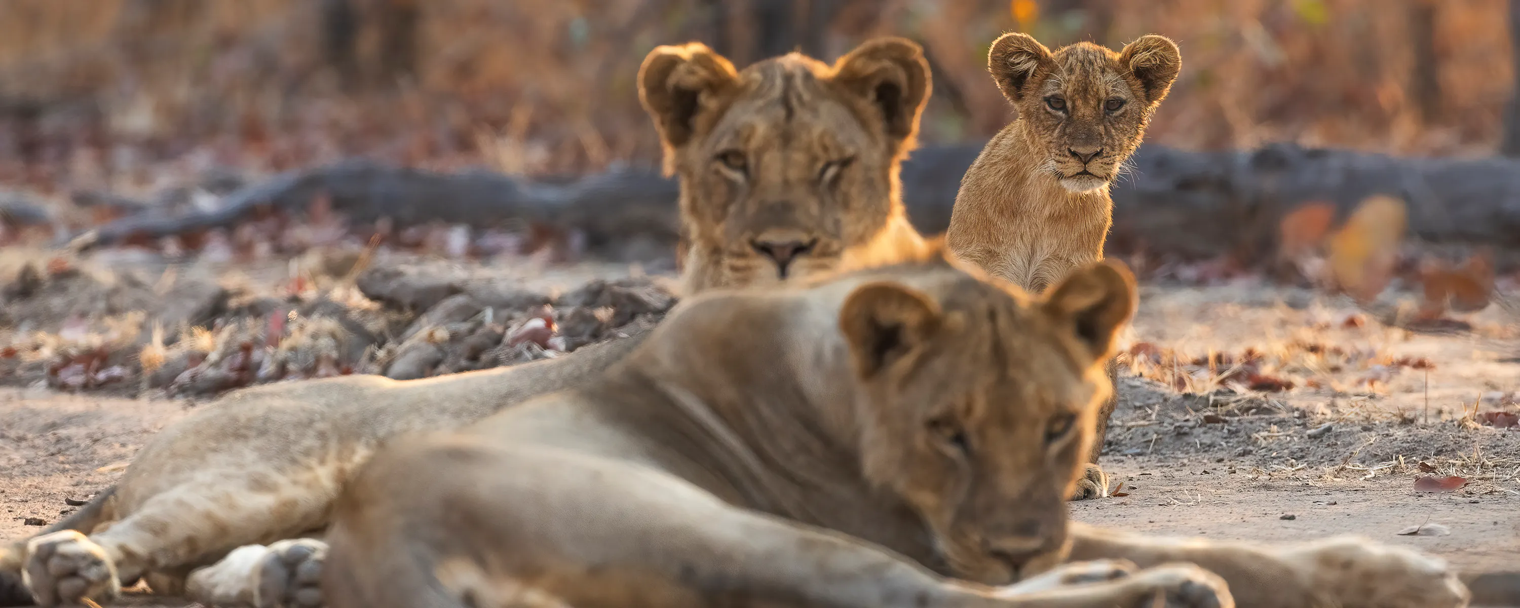 Three young lions resting on the ground in warm evening light, one looking directly at the camera.
