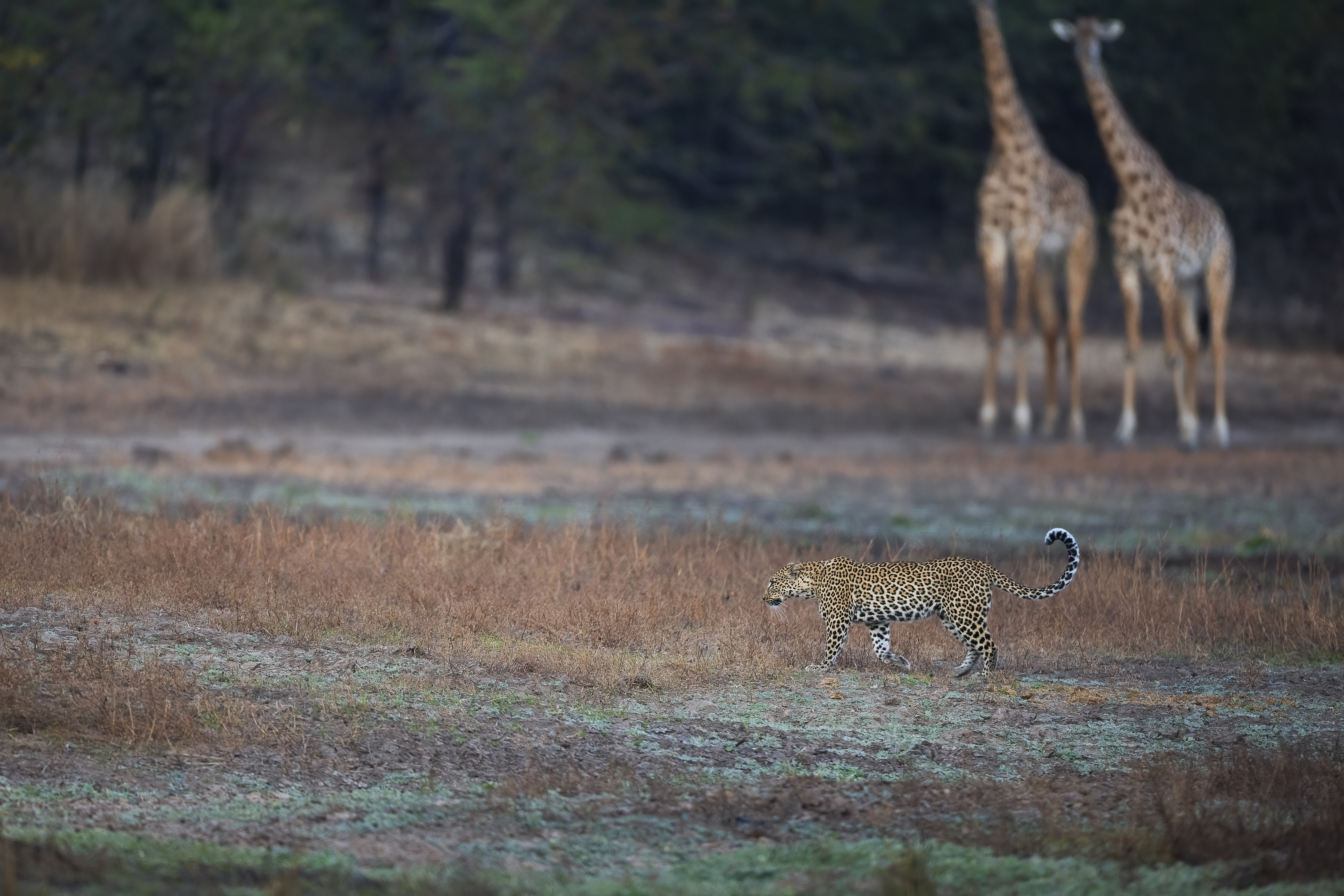 Leopard walking across dry grassland with two giraffes standing in the background.
