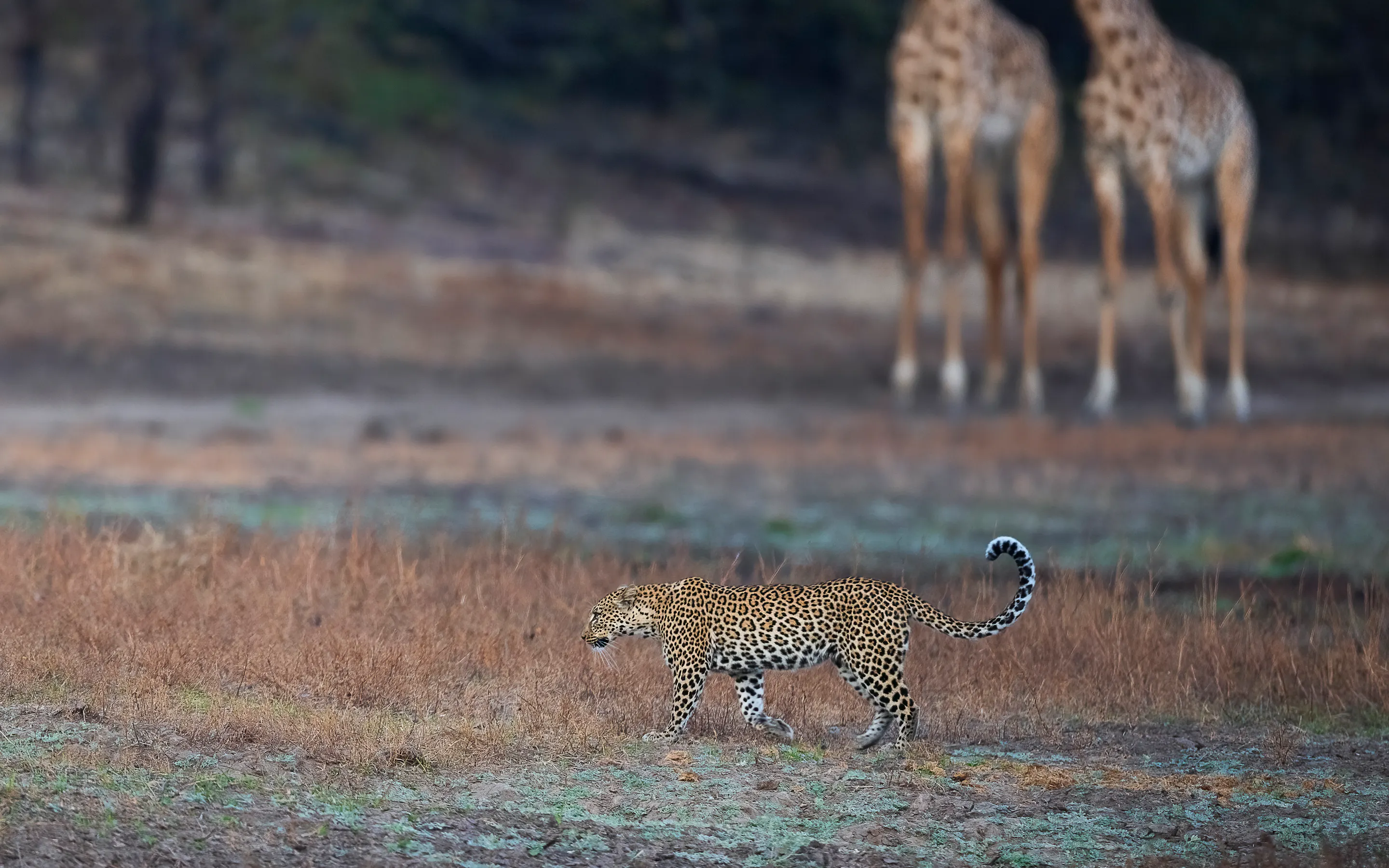 Leopard walking across dry grassland with two giraffes standing in the background.