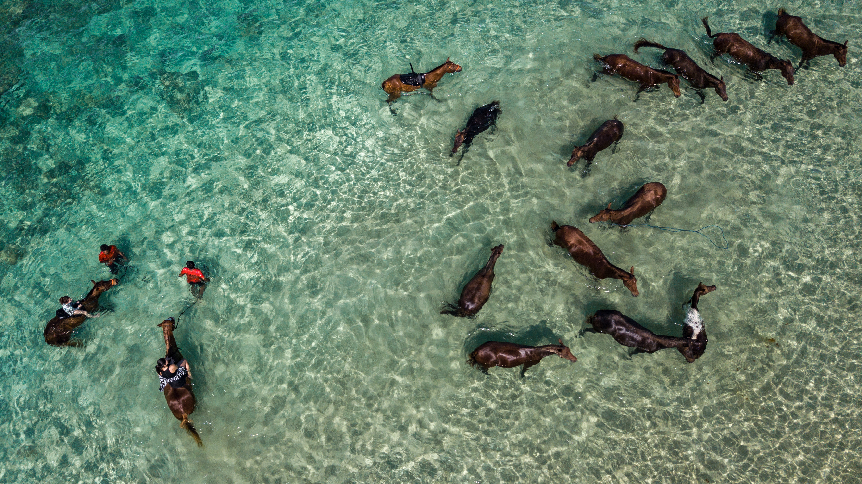 Aerial view of horses and riders moving through clear turquoise water near the shore.