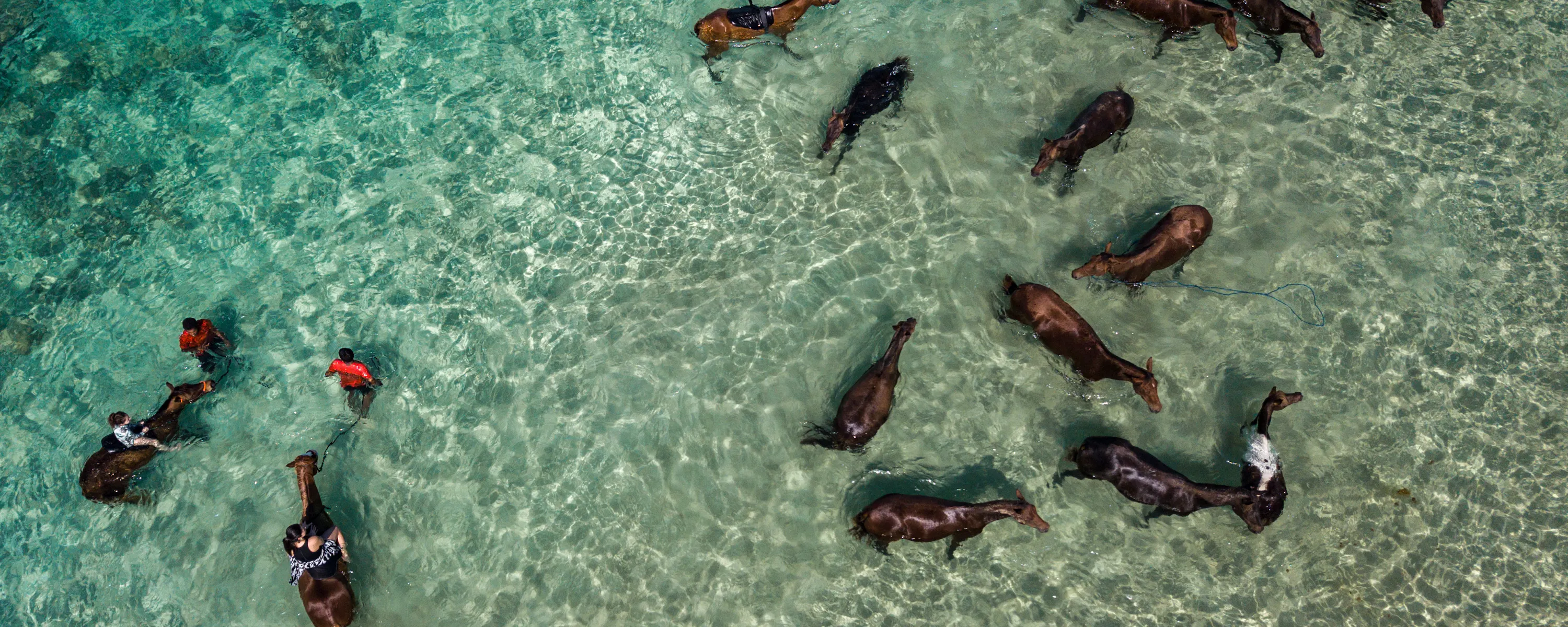 Aerial view of horses and riders moving through clear turquoise water near the shore.