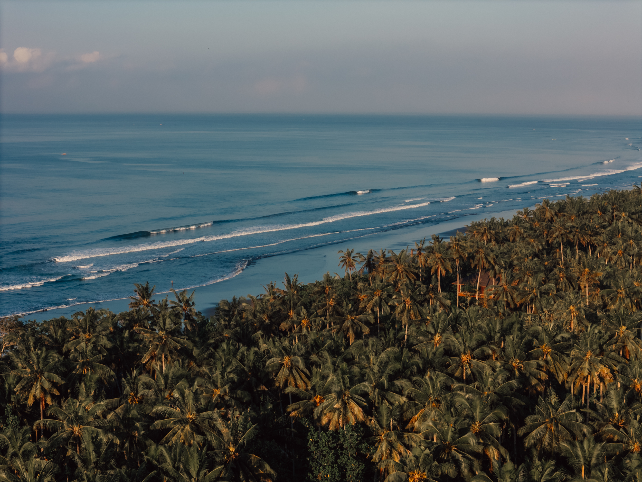 Aerial view of a palm-covered coastline with rolling ocean waves along a sandy beach.