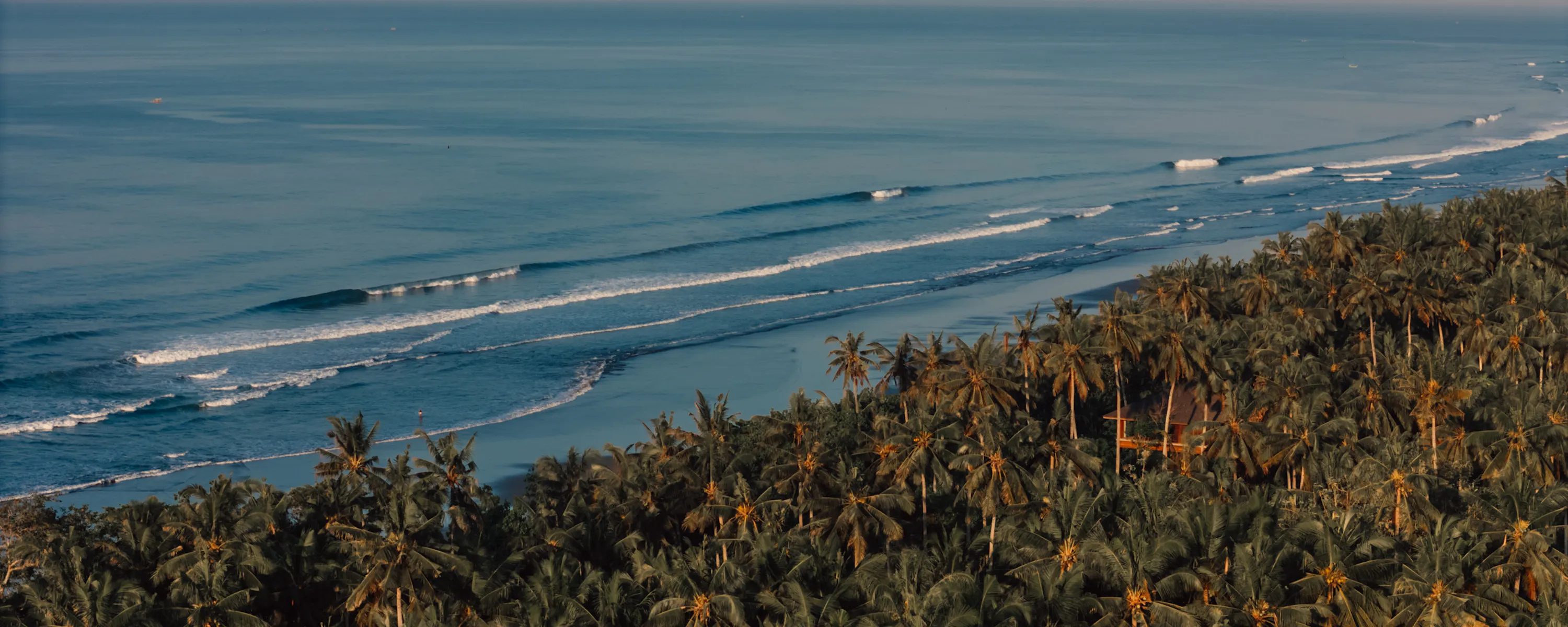 Aerial view of a palm-covered coastline with rolling ocean waves along a sandy beach.