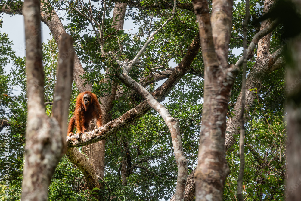 Orangutan sitting on a tree branch surrounded by dense tropical rainforest.