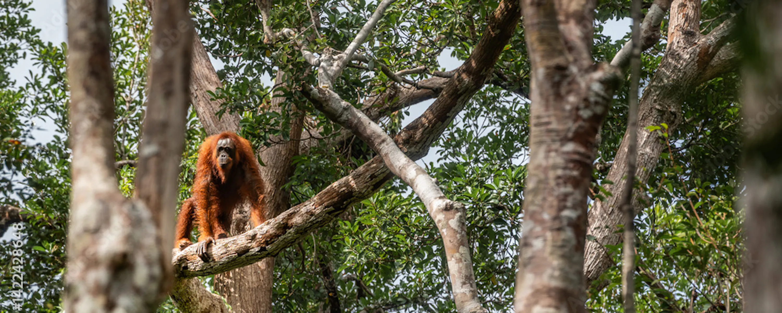 Orangutan sitting on a tree branch surrounded by dense tropical rainforest.