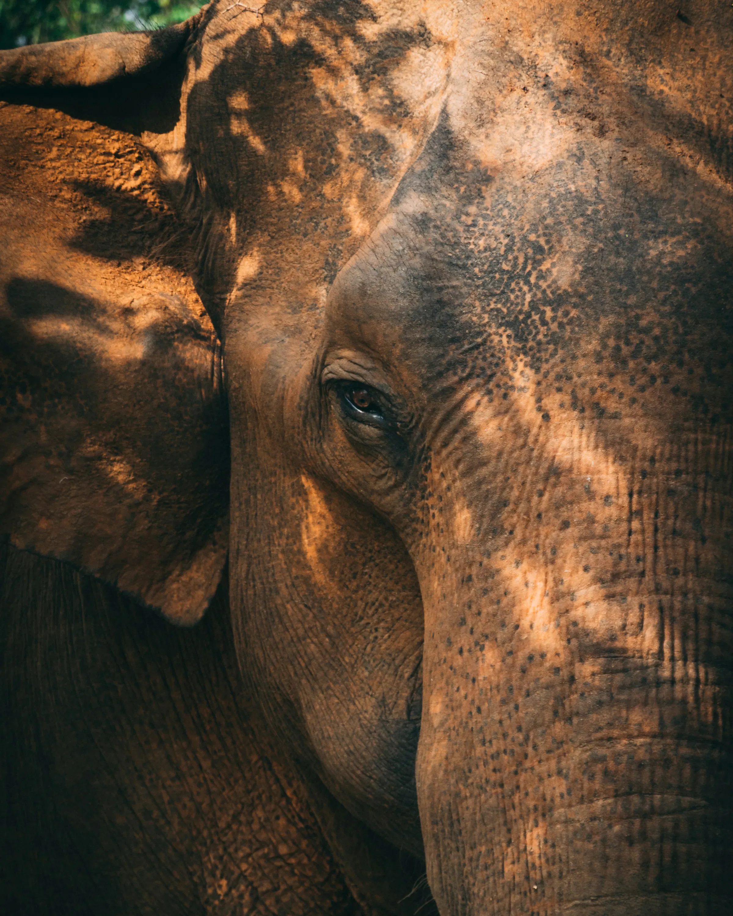 Close up of an asian elephant under a tree