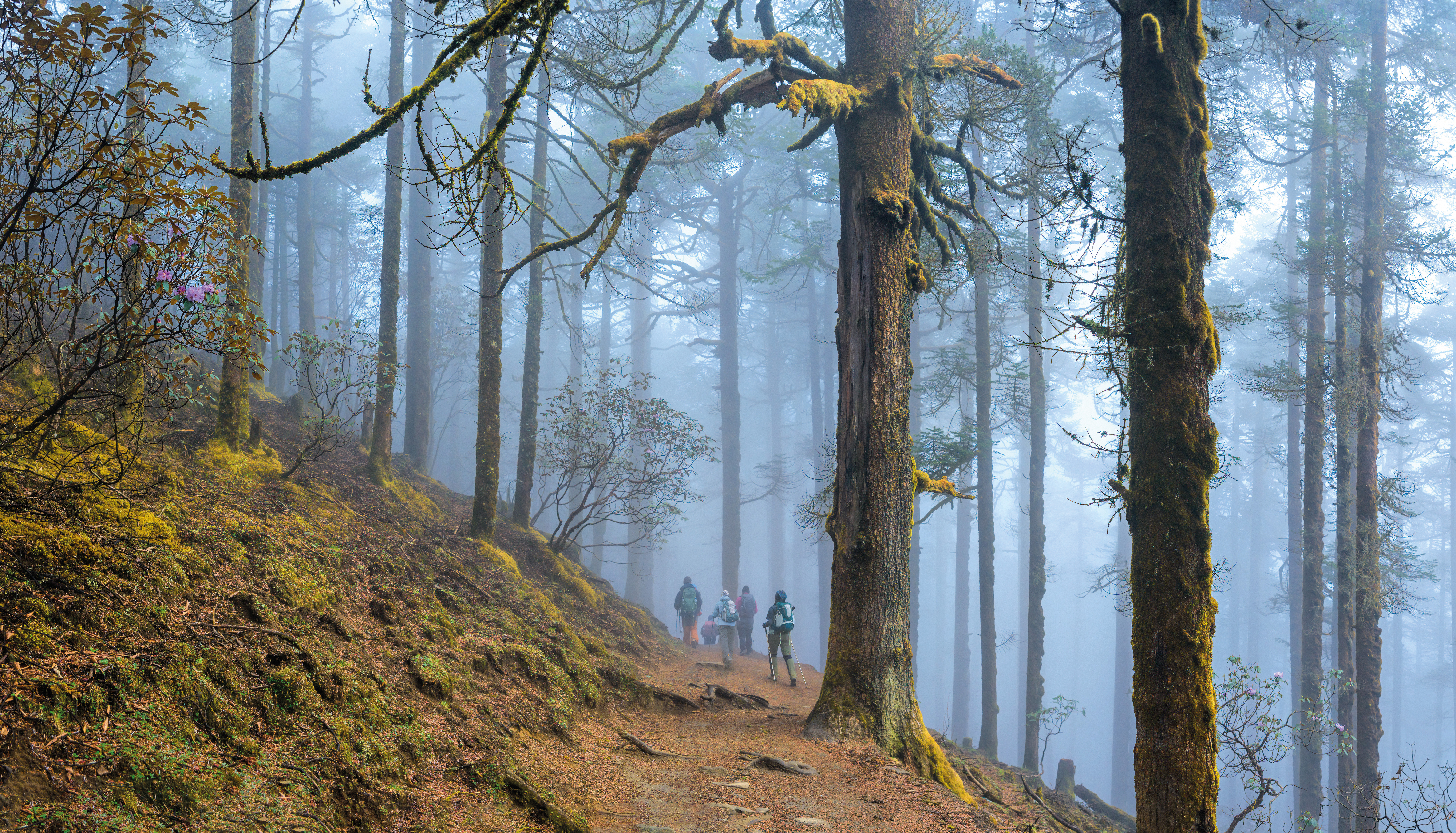 Group of hikers walking along a dirt trail through a dense forest with tall moss-covered trees and mist.