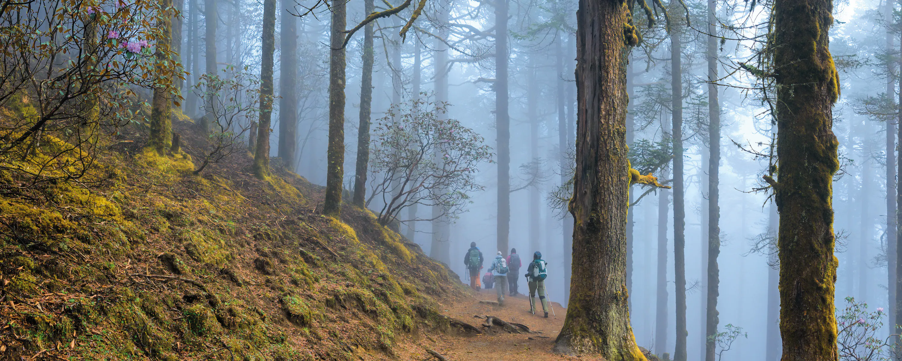 Group of hikers walking along a dirt trail through a dense forest with tall moss-covered trees and mist.