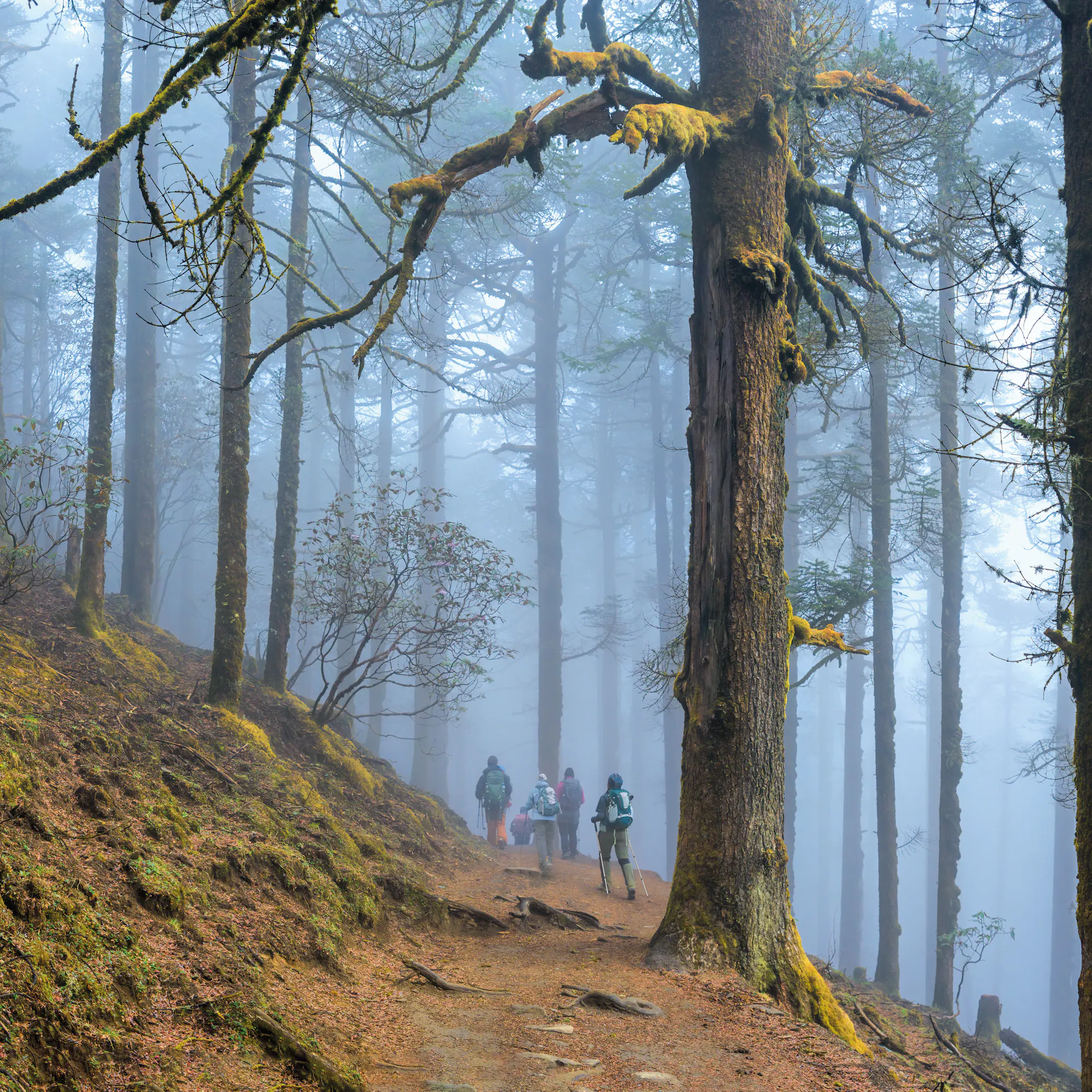 Group of hikers walking along a dirt trail through a dense forest with tall moss-covered trees and mist.