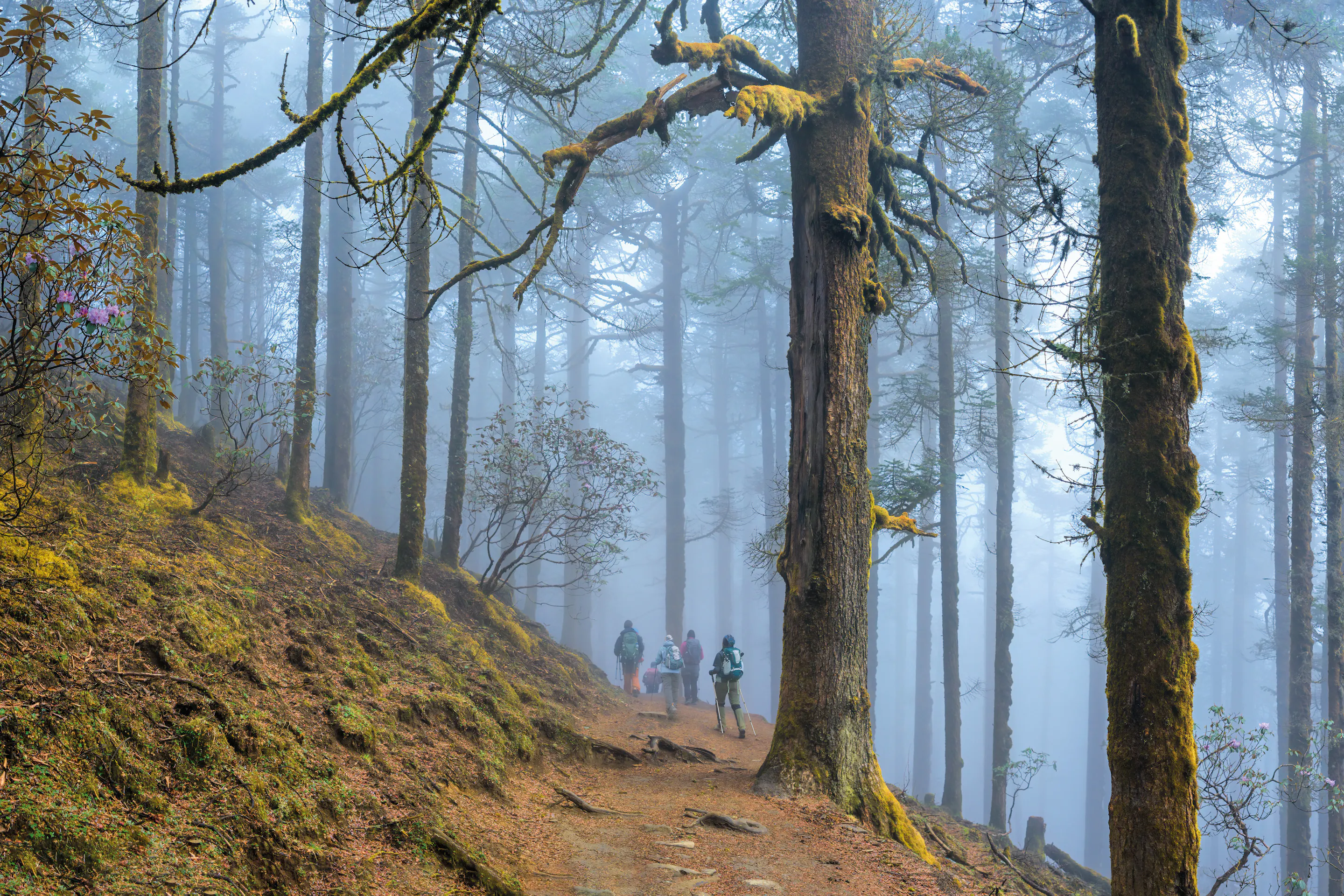 Group of hikers walking along a dirt trail through a dense forest with tall moss-covered trees and mist.