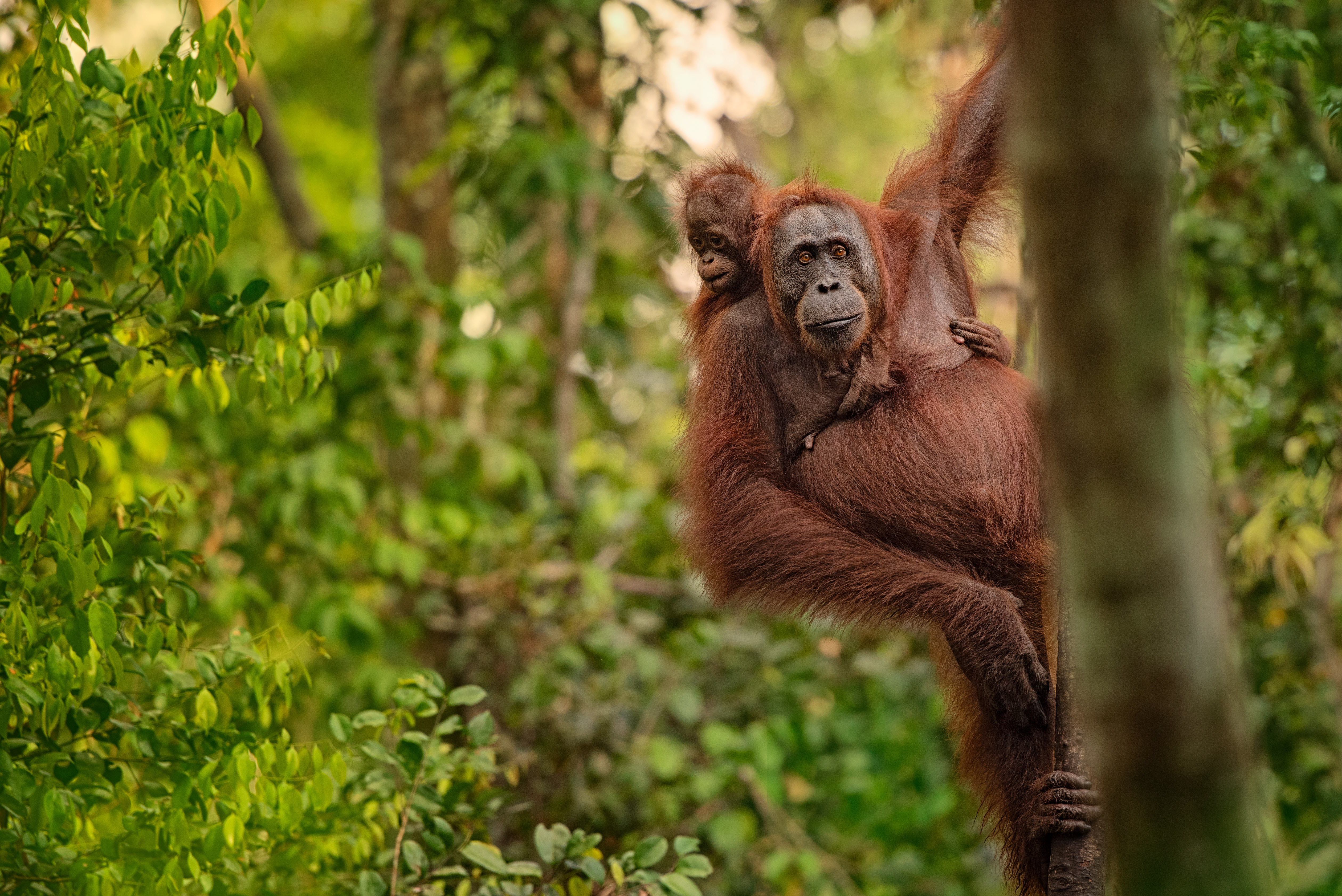 orangutan mother with baby on a tree