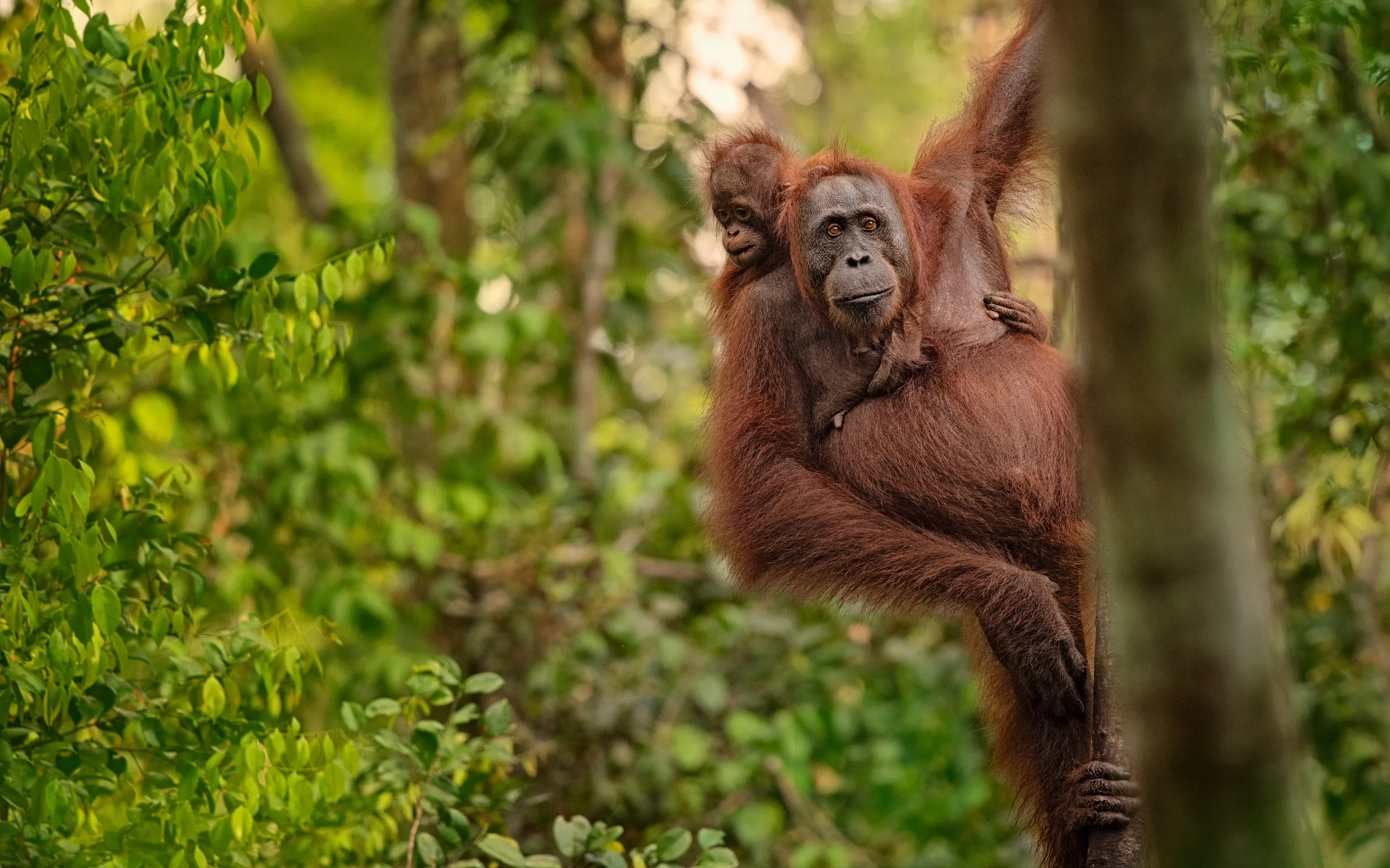 orangutan mother with baby on a tree