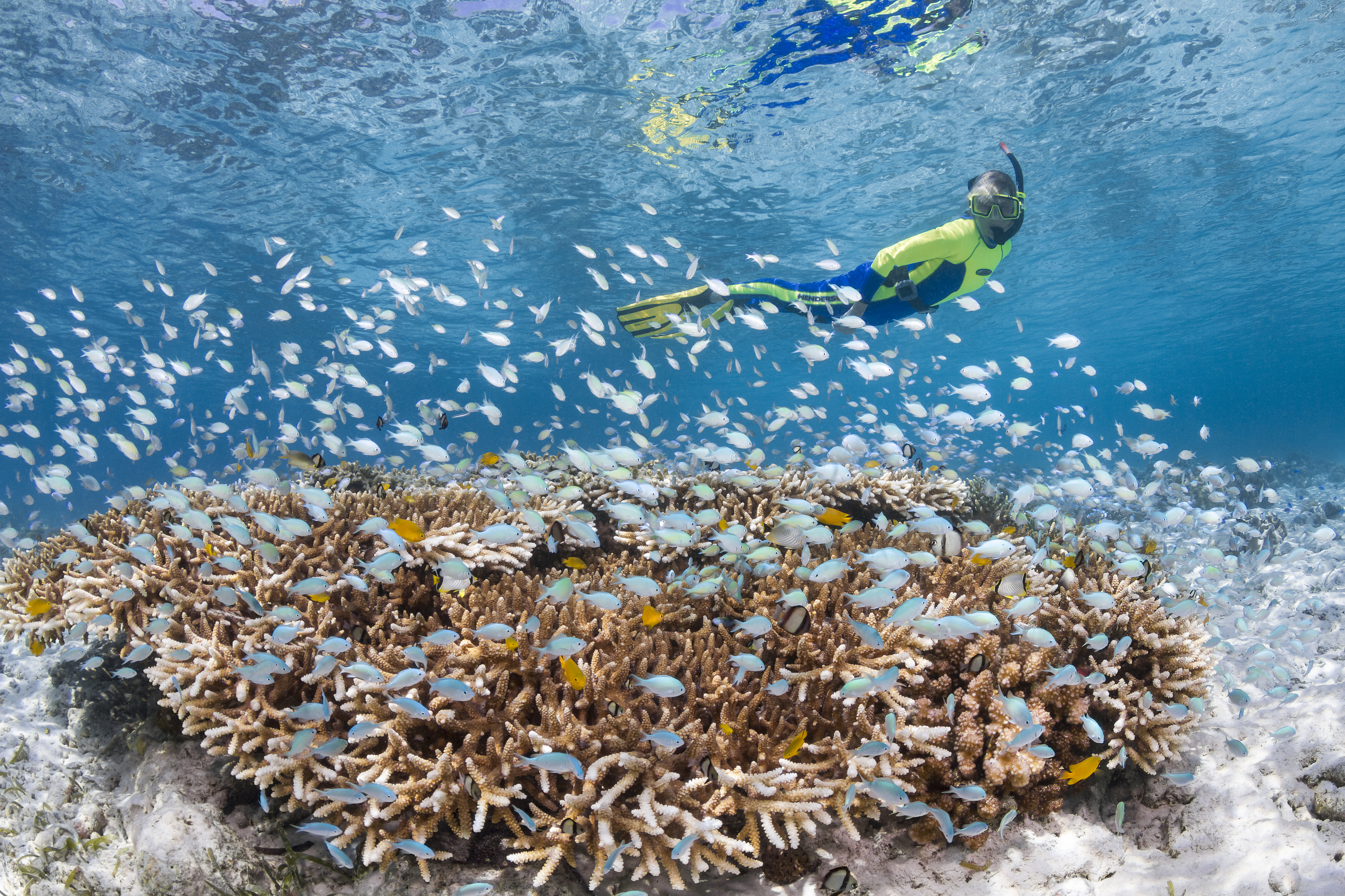 person snorkeling in reef with fish