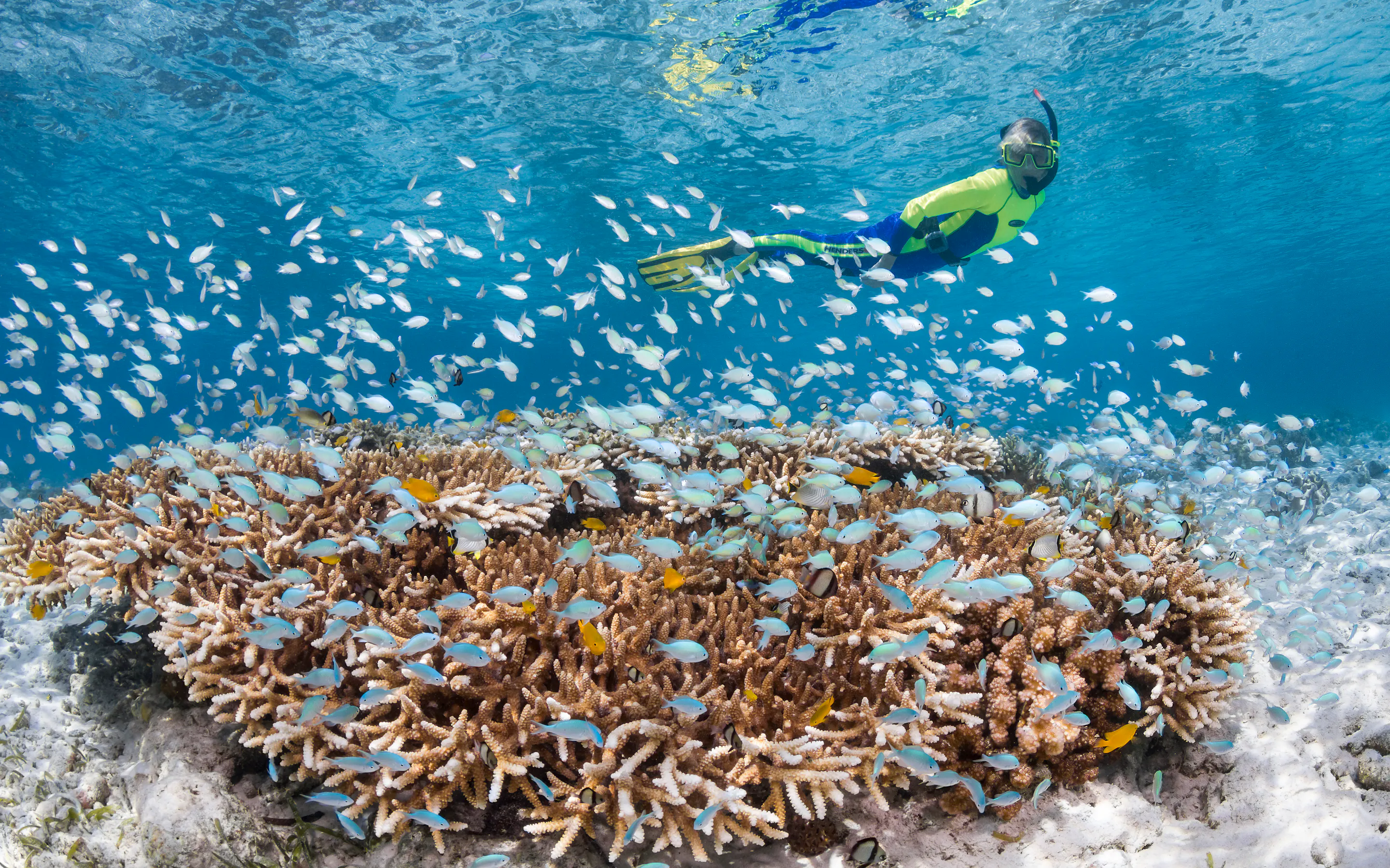 person snorkeling in reef with fish