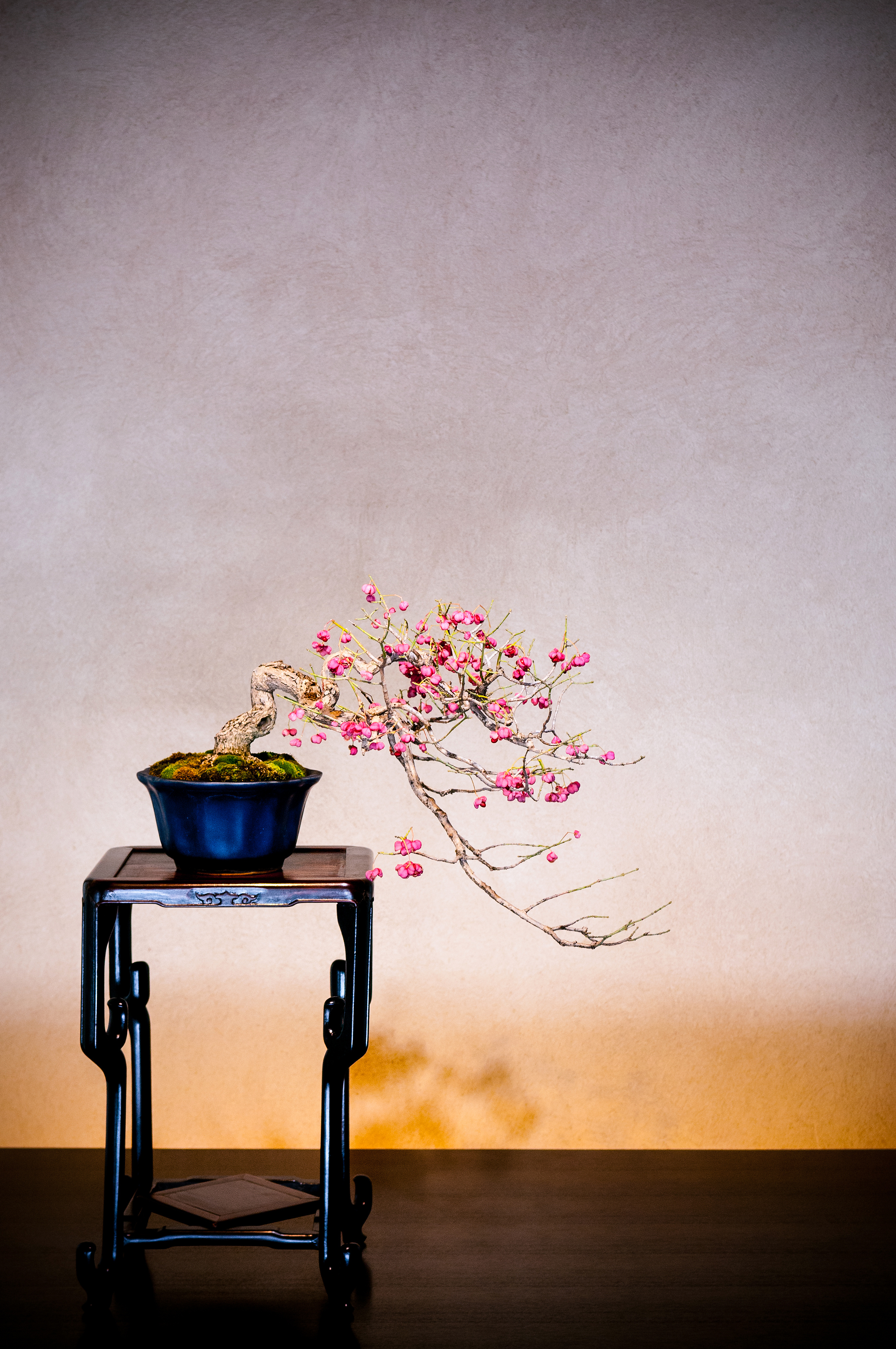 A flowering bonsai rests on a carved stand at Omiya Bonsai Museum, framed by a plain wall and warm light below.