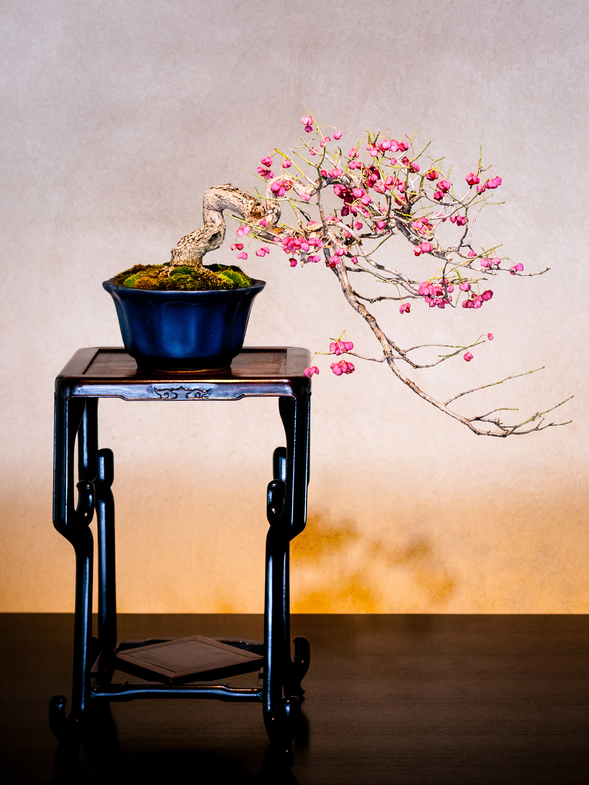 A flowering bonsai rests on a carved stand at Omiya Bonsai Museum, framed by a plain wall and warm light below.