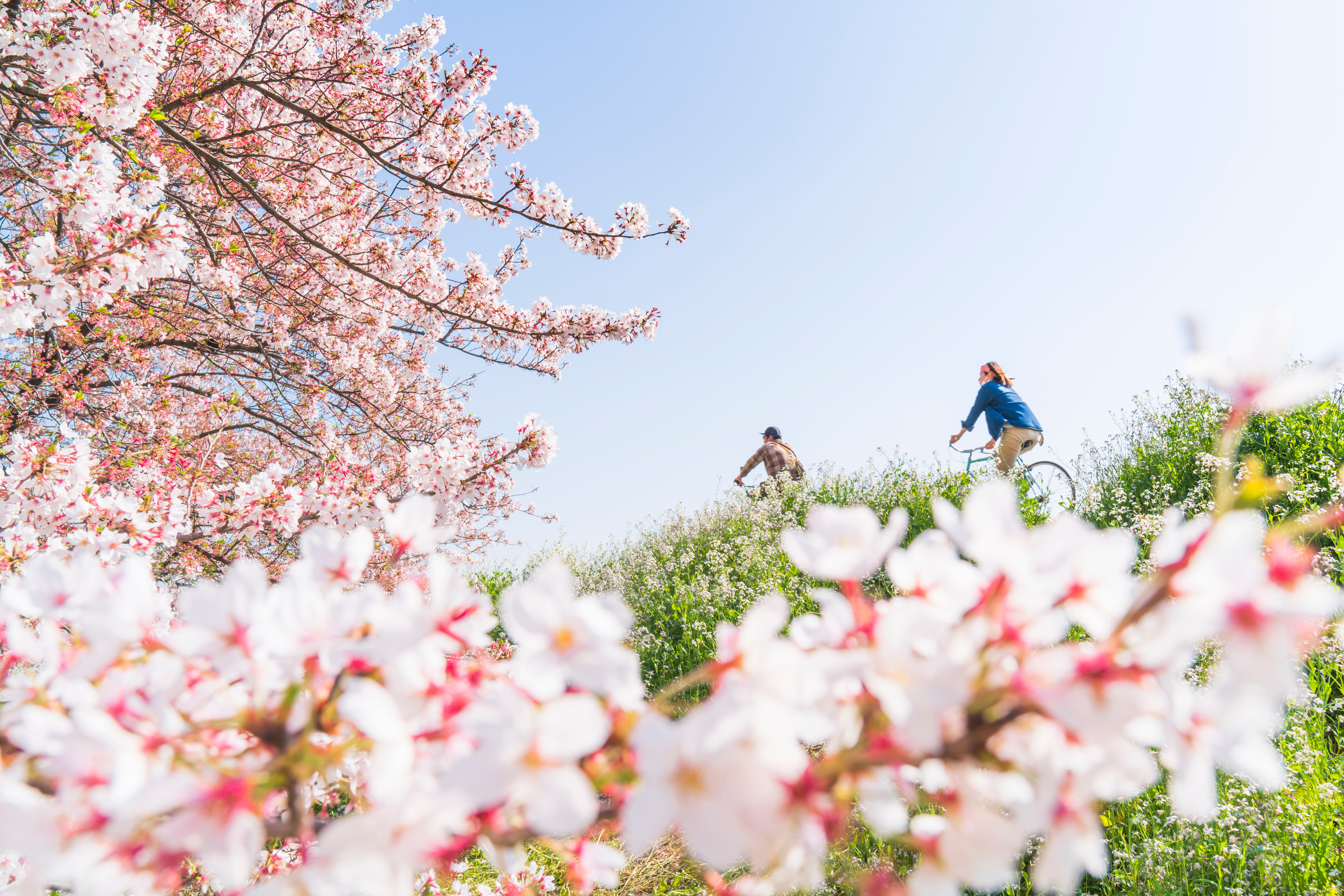 Two cyclists ride along the Tama River embankment beneath pale cherry blossoms, with soft spring greenery around them.