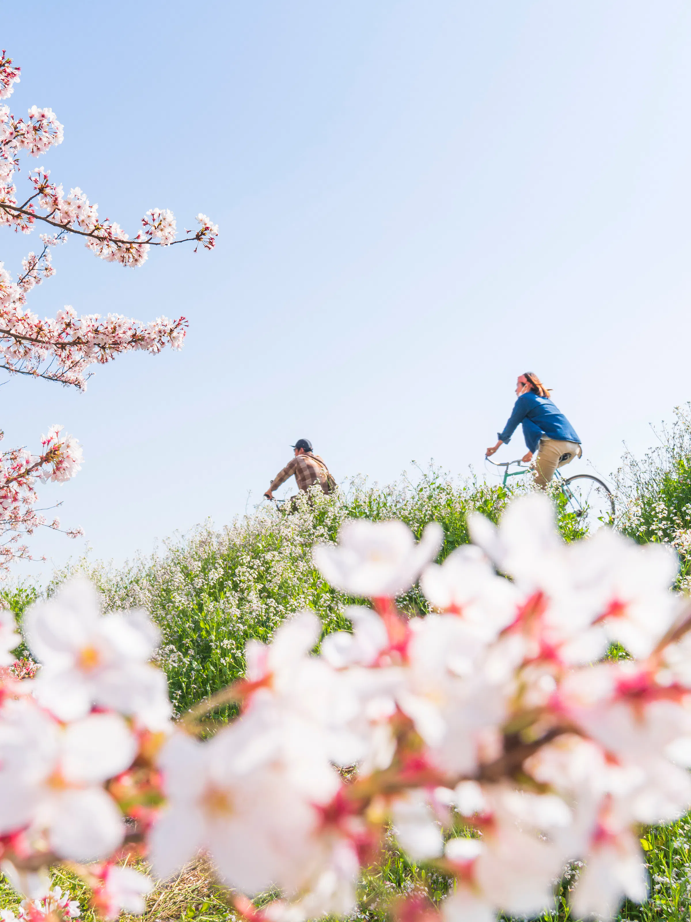 Two cyclists ride along the Tama River embankment beneath pale cherry blossoms, with soft spring greenery around them.