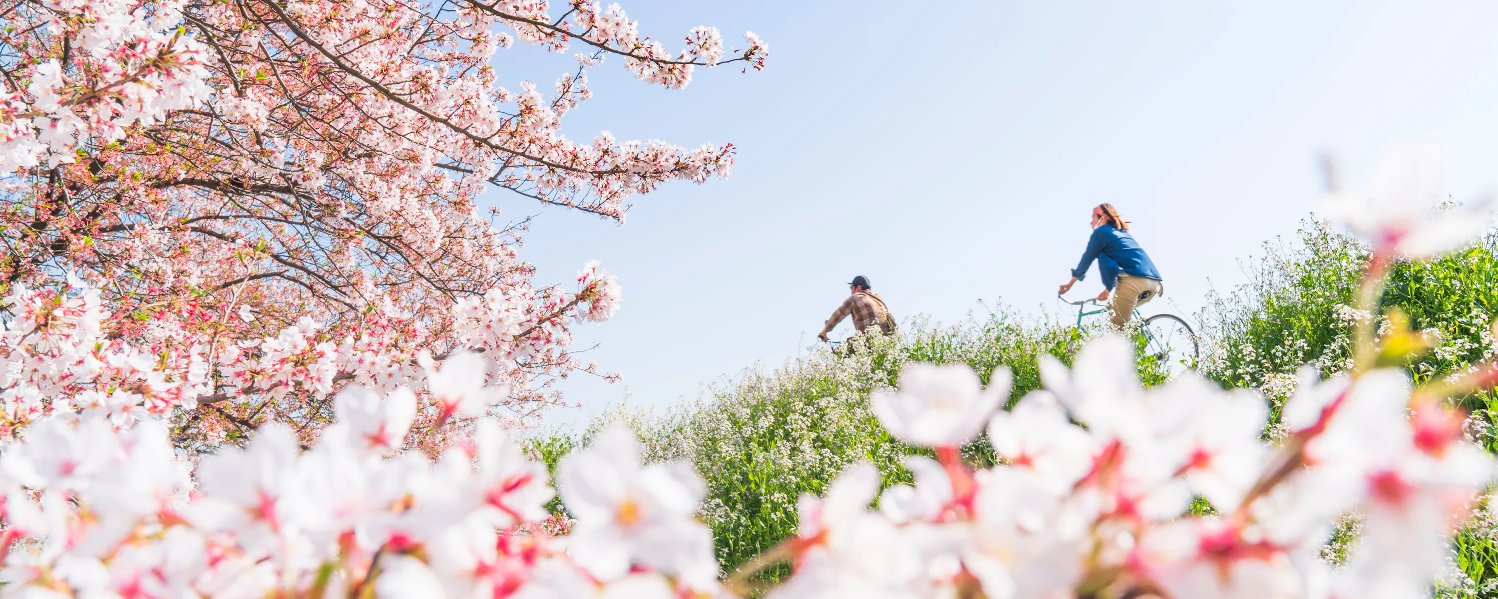 Two cyclists ride along the Tama River embankment beneath pale cherry blossoms, with soft spring greenery around them.