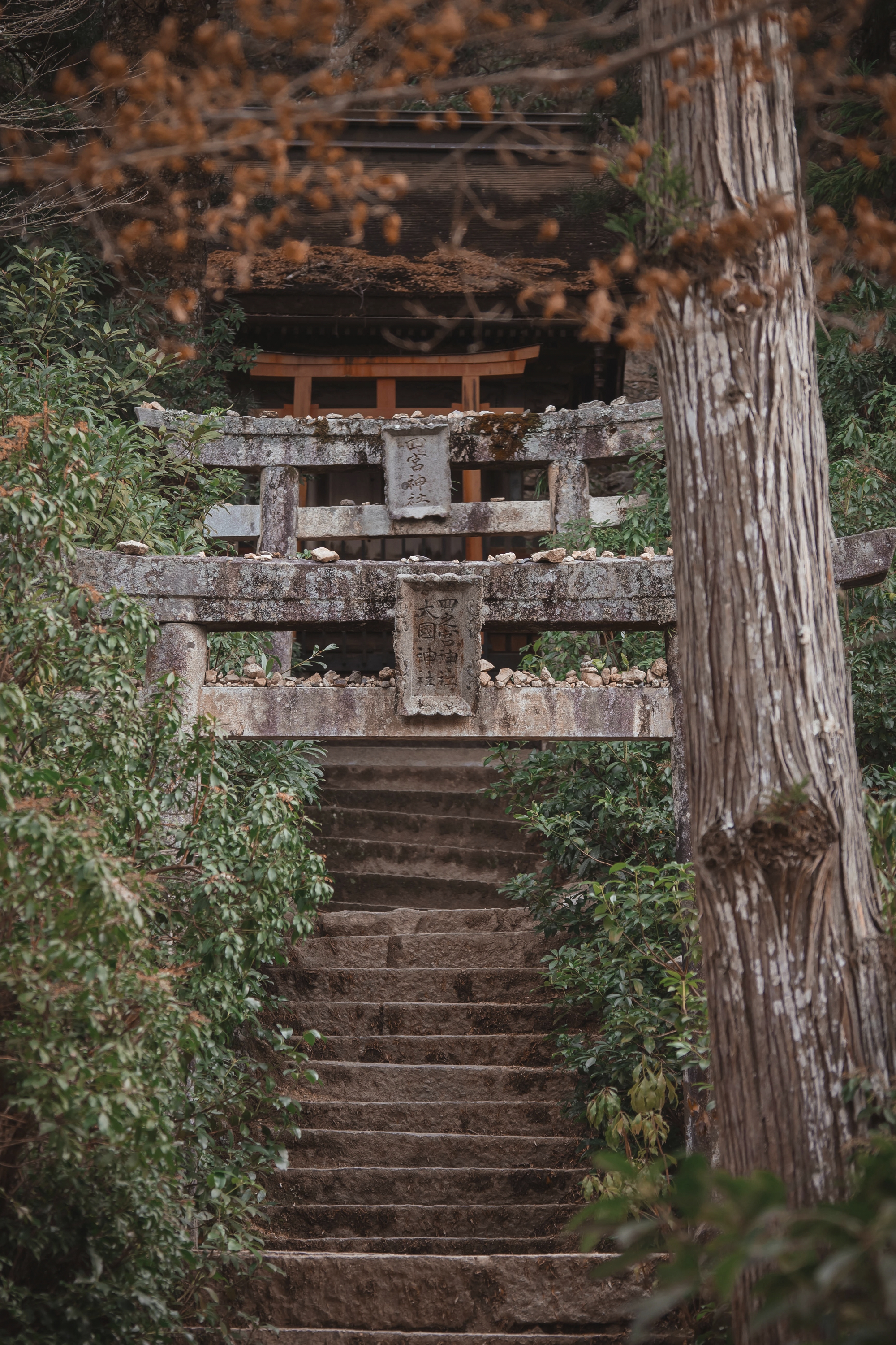Stone torii gates and worn steps lead uphill through dense trees to a shrine building on Miyajima in soft light.