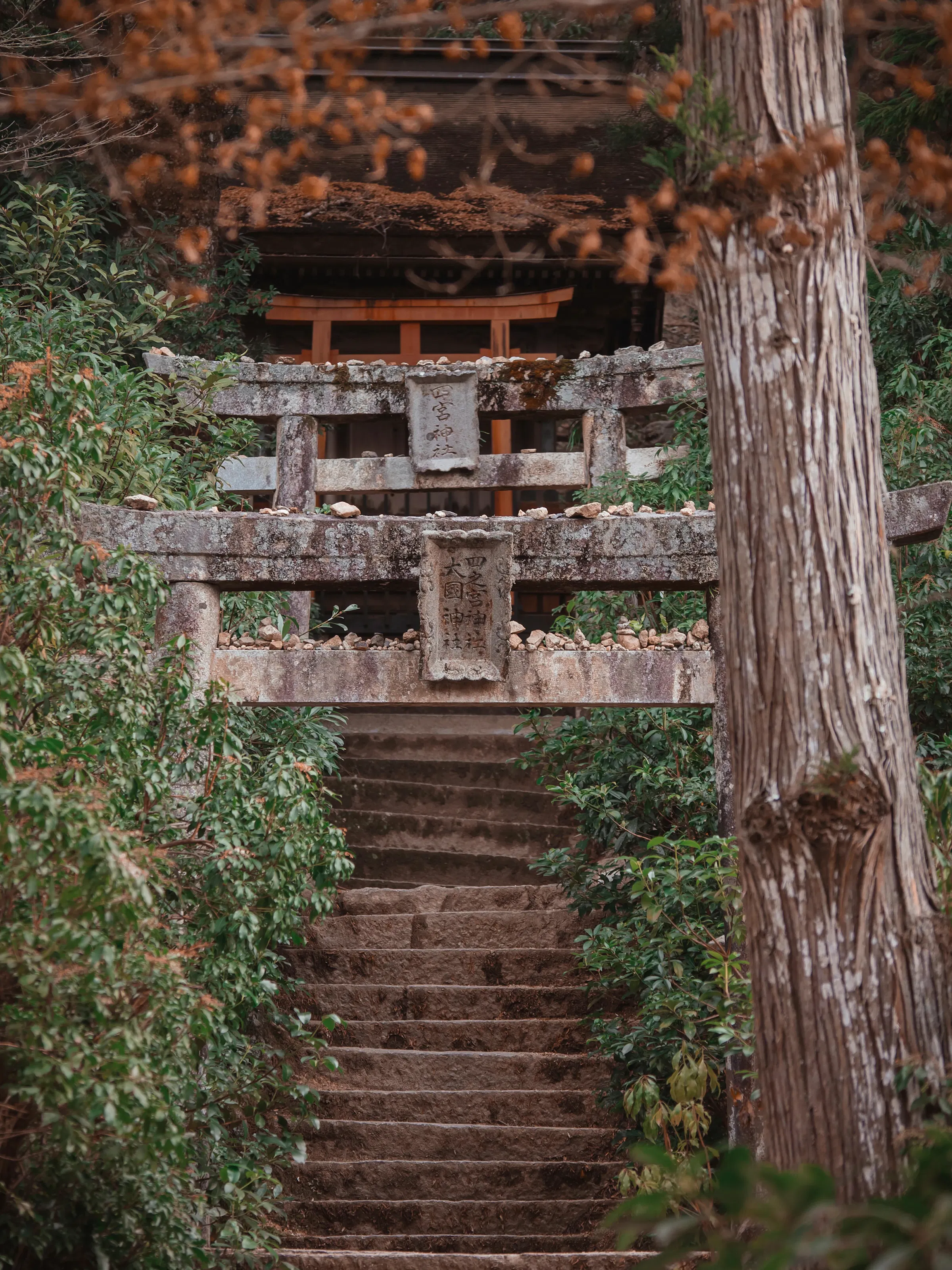 Stone torii gates and worn steps lead uphill through dense trees to a shrine building on Miyajima in soft light.
