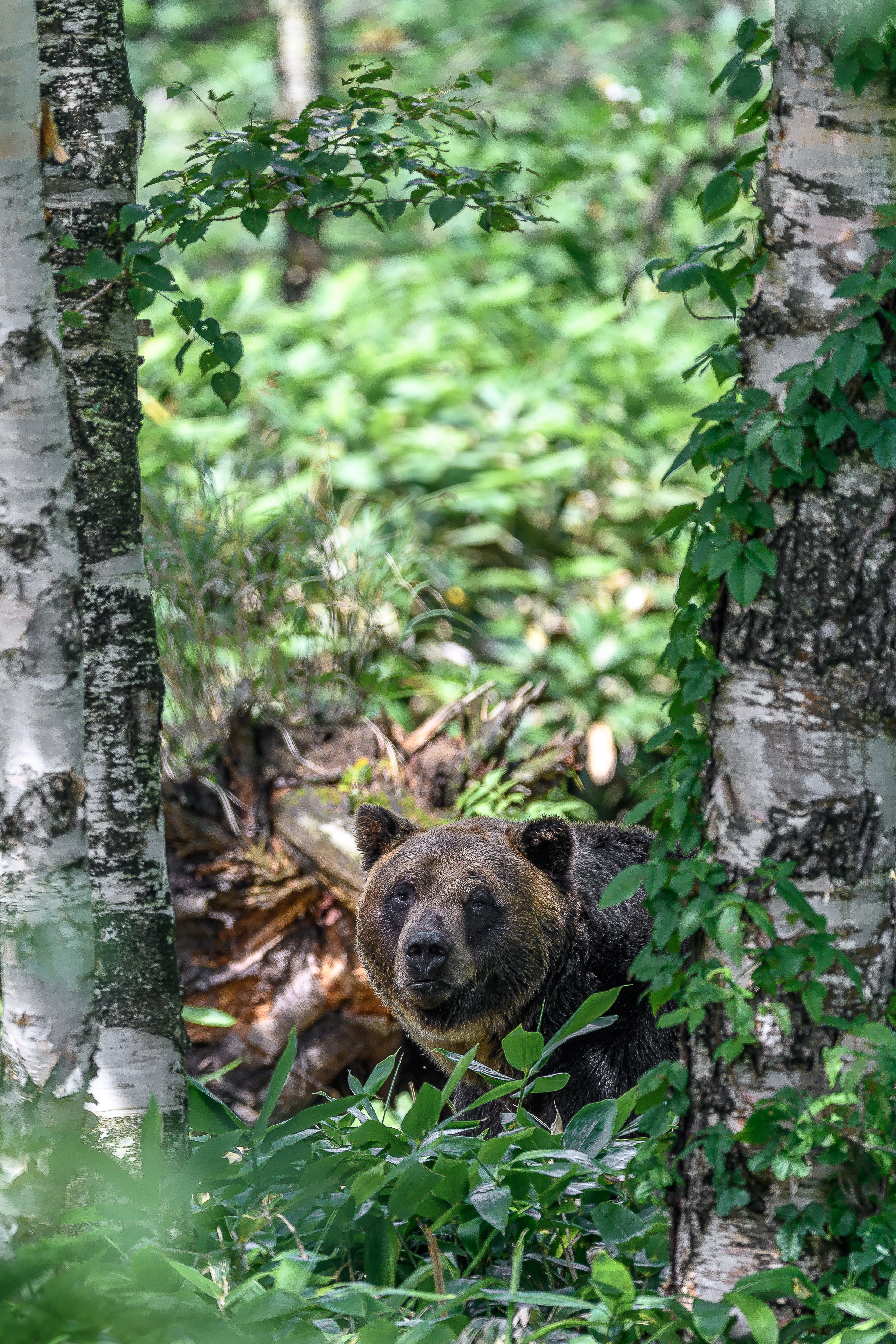 A Hokkaido brown bear peers through white birch trees in a lush forest, surrounded by green leaves and bamboo grass.