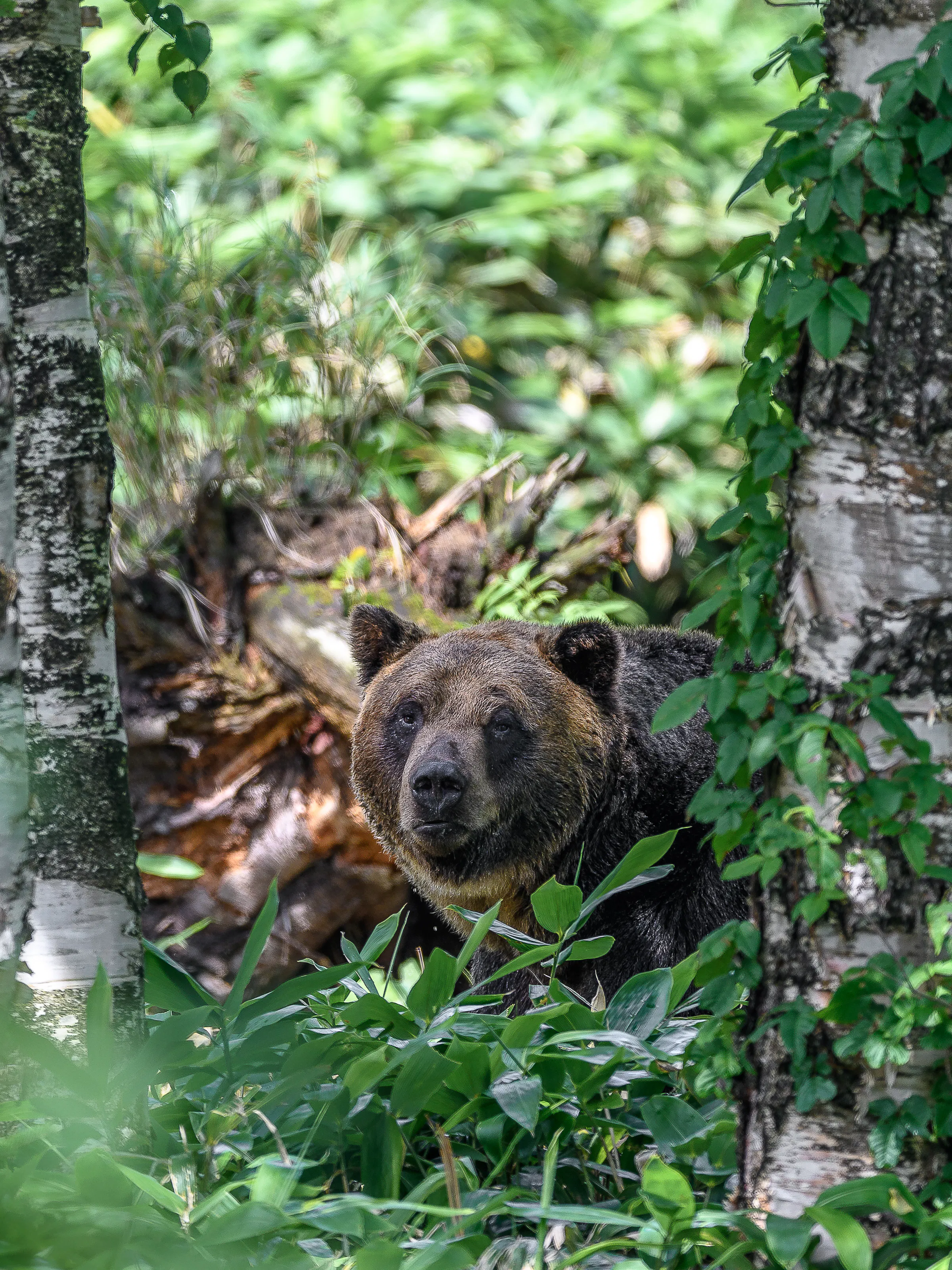 A Hokkaido brown bear peers through white birch trees in a lush forest, surrounded by green leaves and bamboo grass.