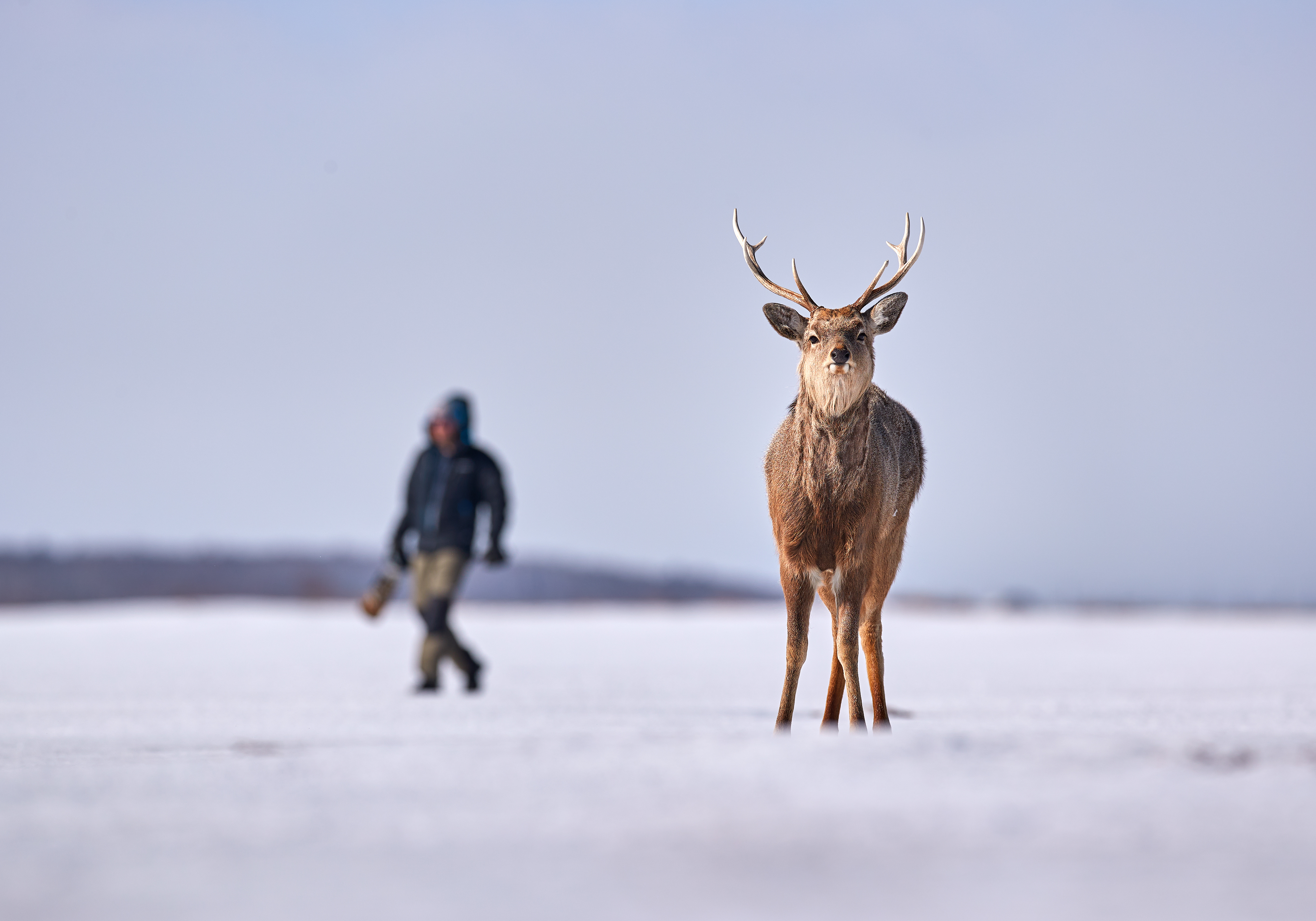 A Hokkaido sika stag stands on a snowy plain while a blurred person walks across the frozen landscape behind it.