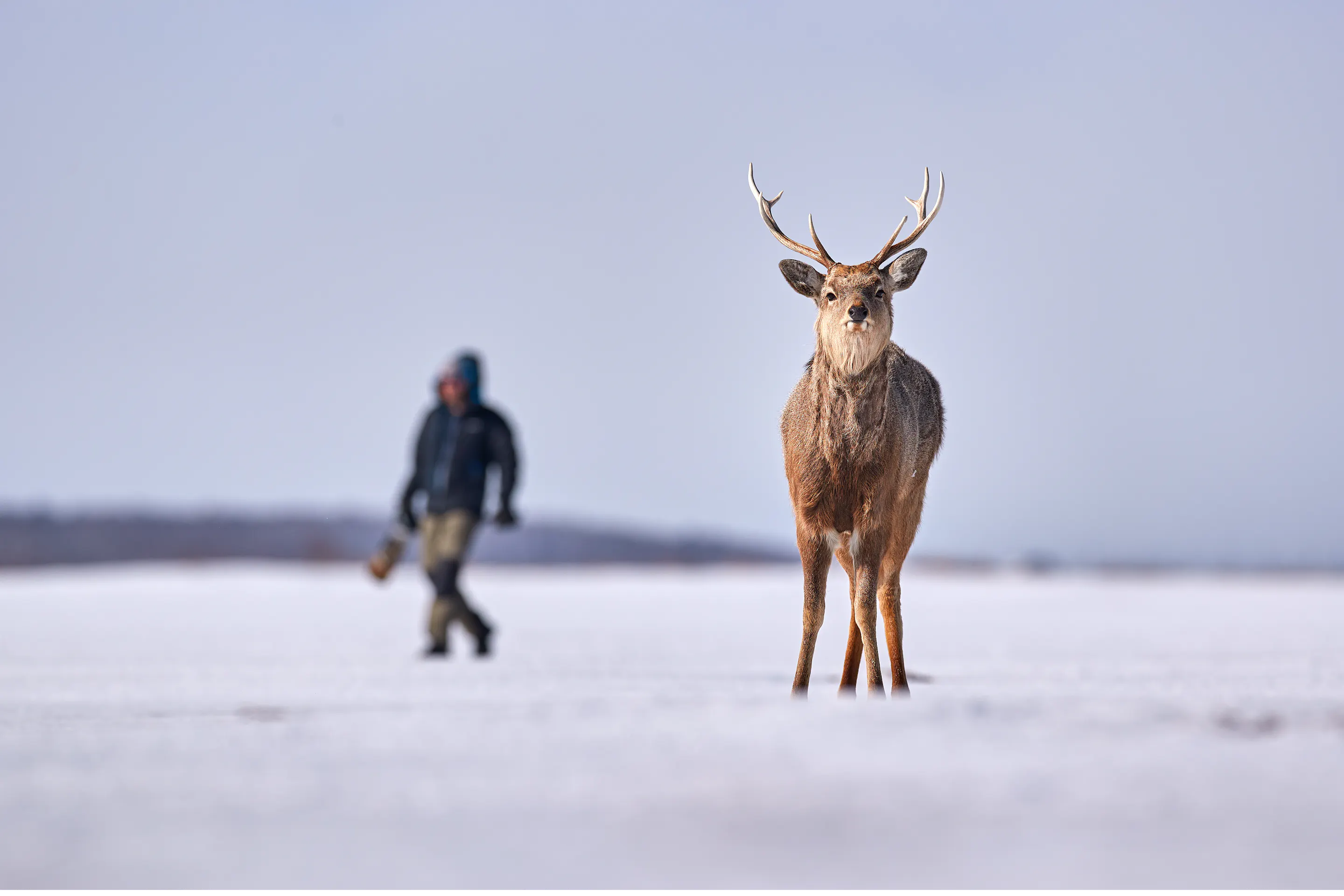 A Hokkaido sika stag stands on a snowy plain while a blurred person walks across the frozen landscape behind it.