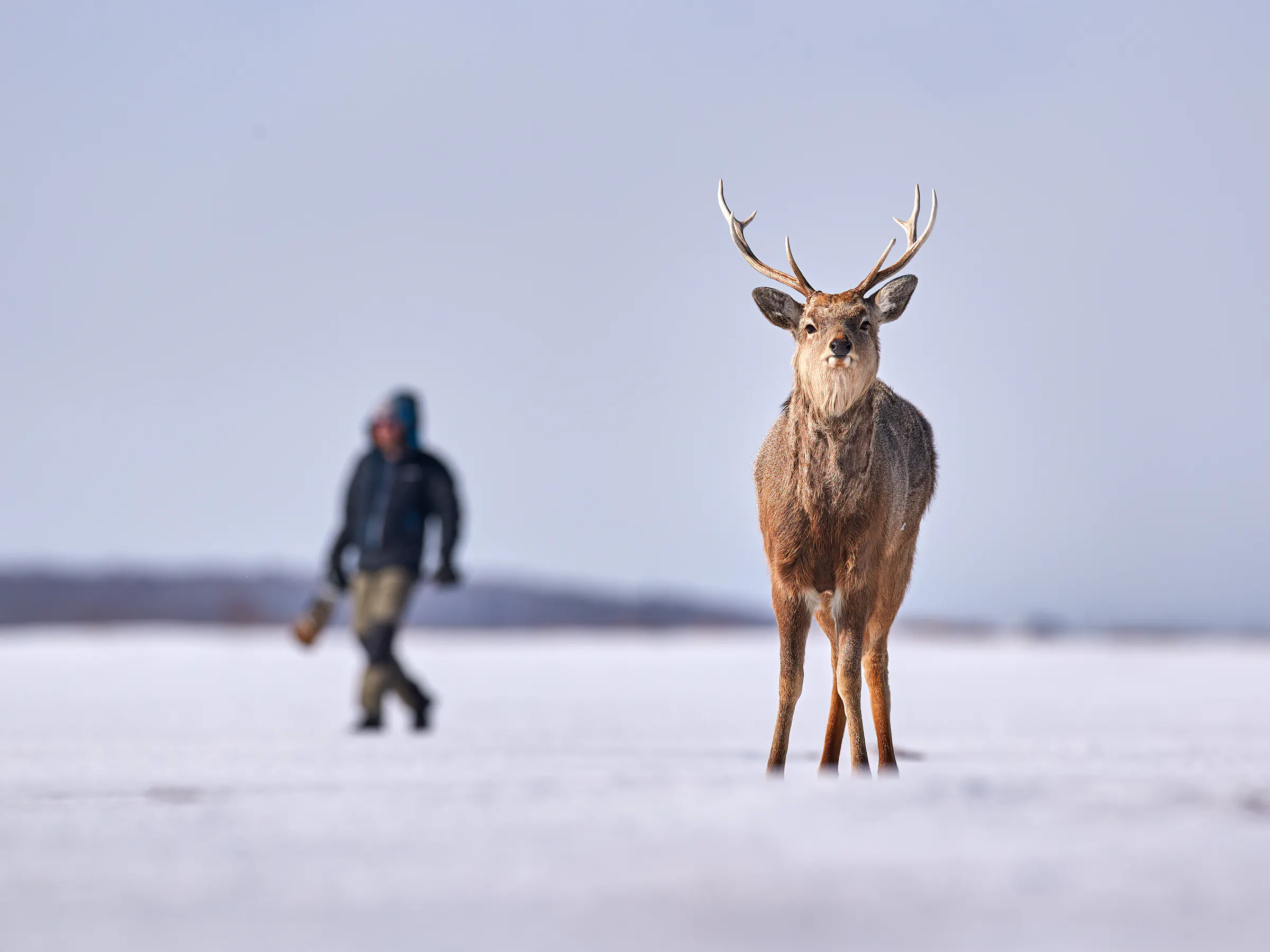 A Hokkaido sika stag stands on a snowy plain while a blurred person walks across the frozen landscape behind it.