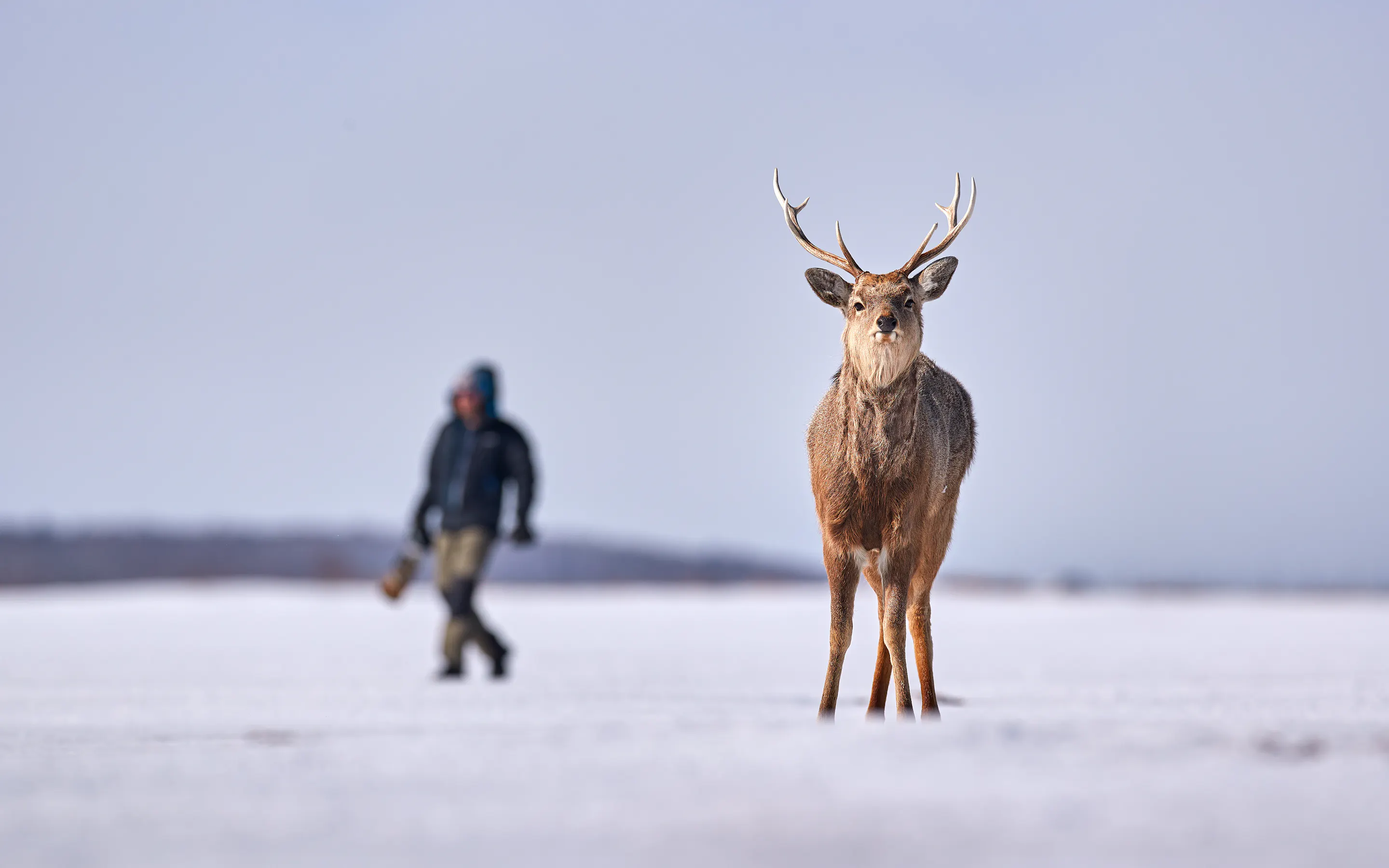 A Hokkaido sika stag stands on a snowy plain while a blurred person walks across the frozen landscape behind it.