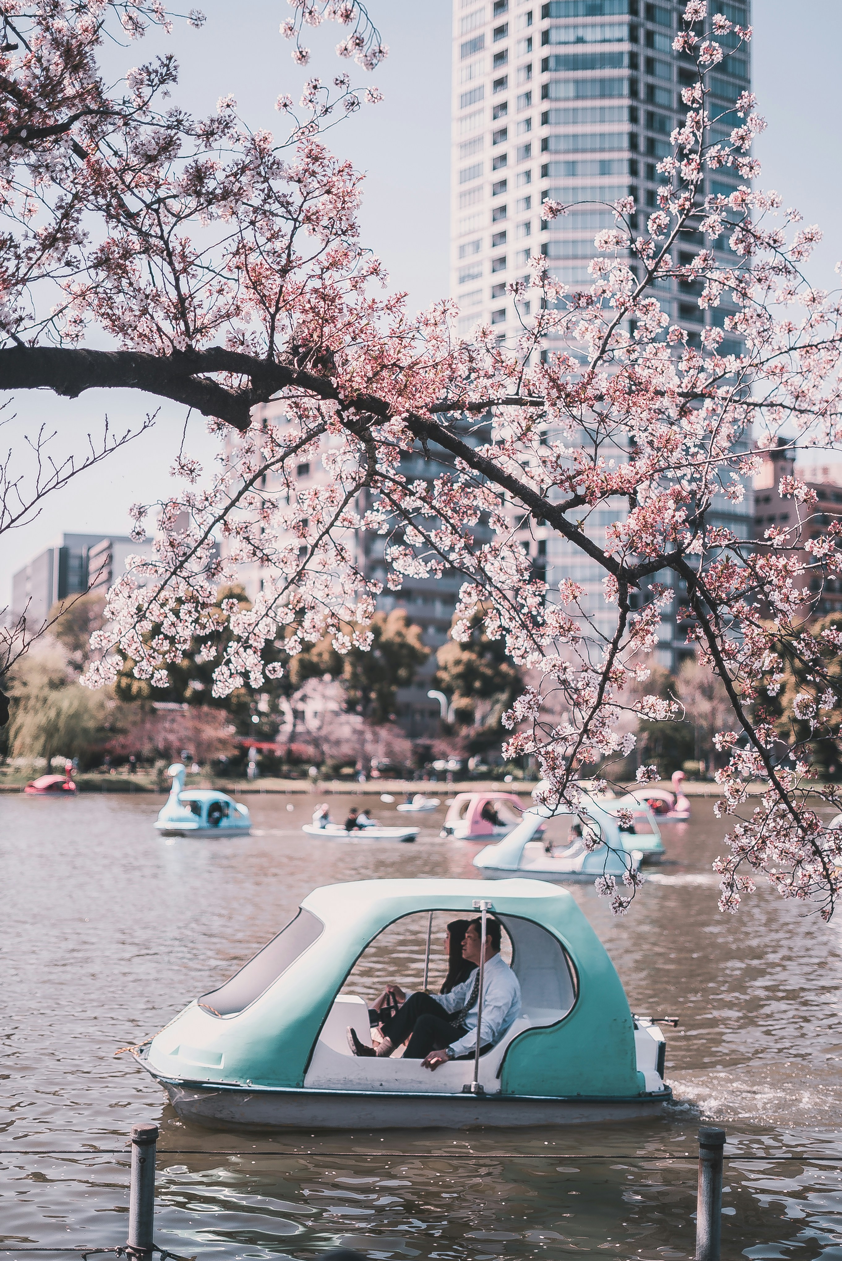 A covered pedal boat glides across a pond beneath cherry blossoms, with pastel boats and tall buildings behind it.