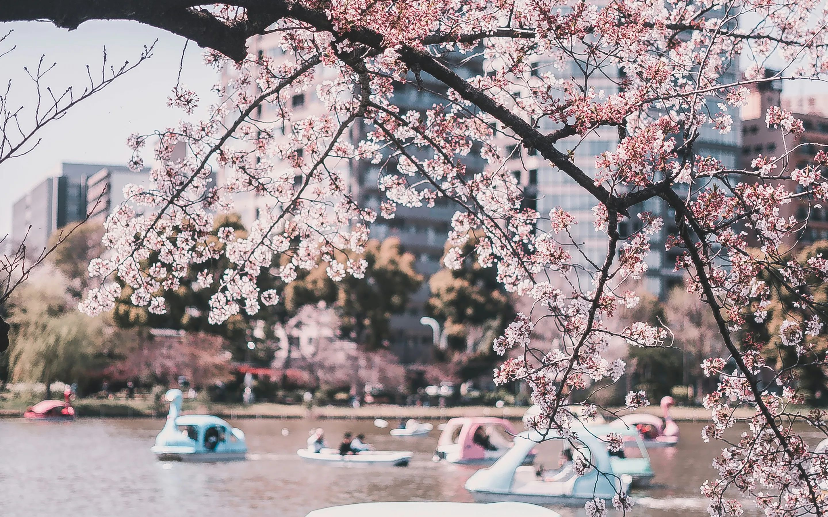 A covered pedal boat glides across a pond beneath cherry blossoms, with pastel boats and tall buildings behind it.