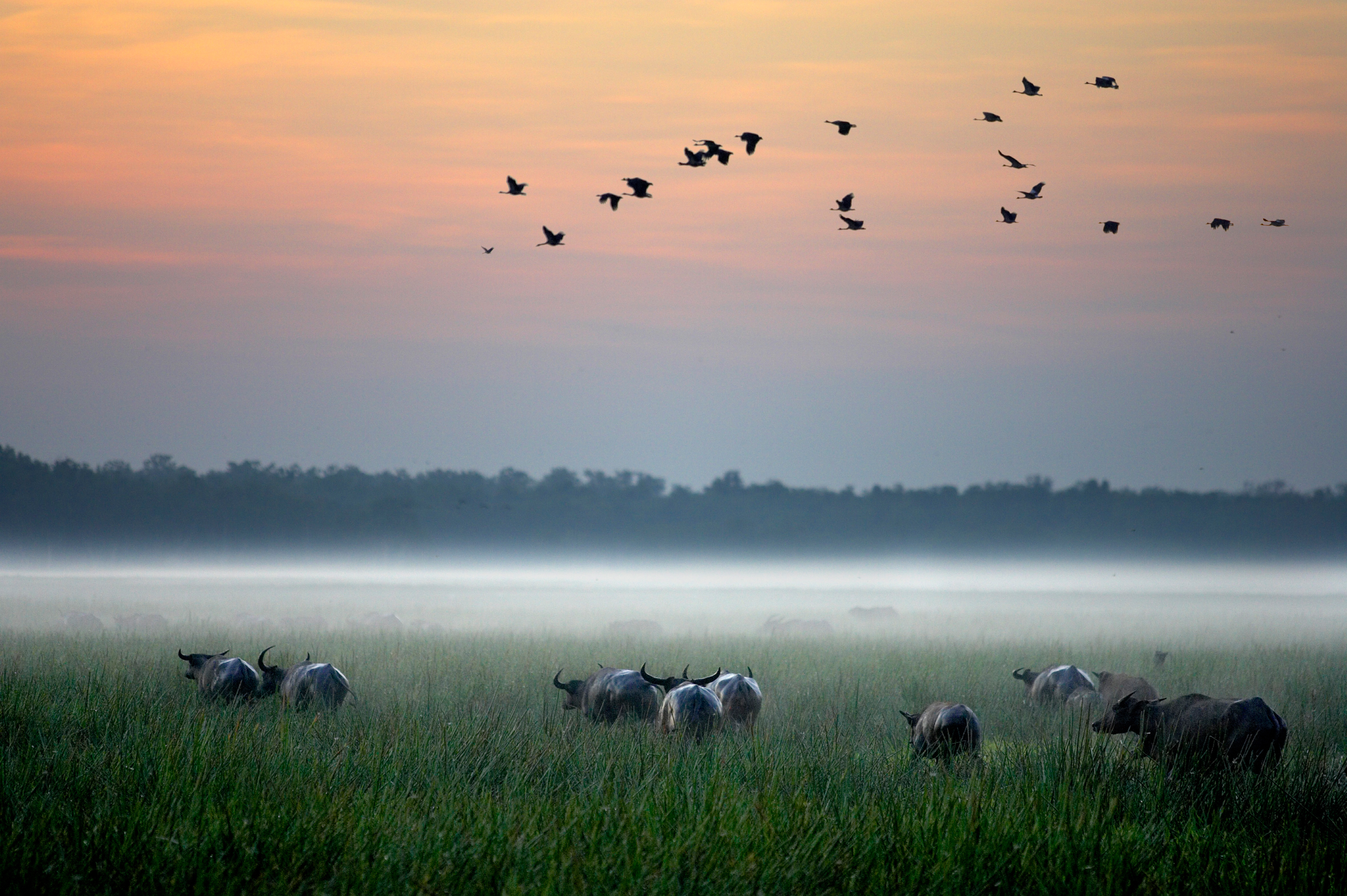 wildlife in wetlands at sunset