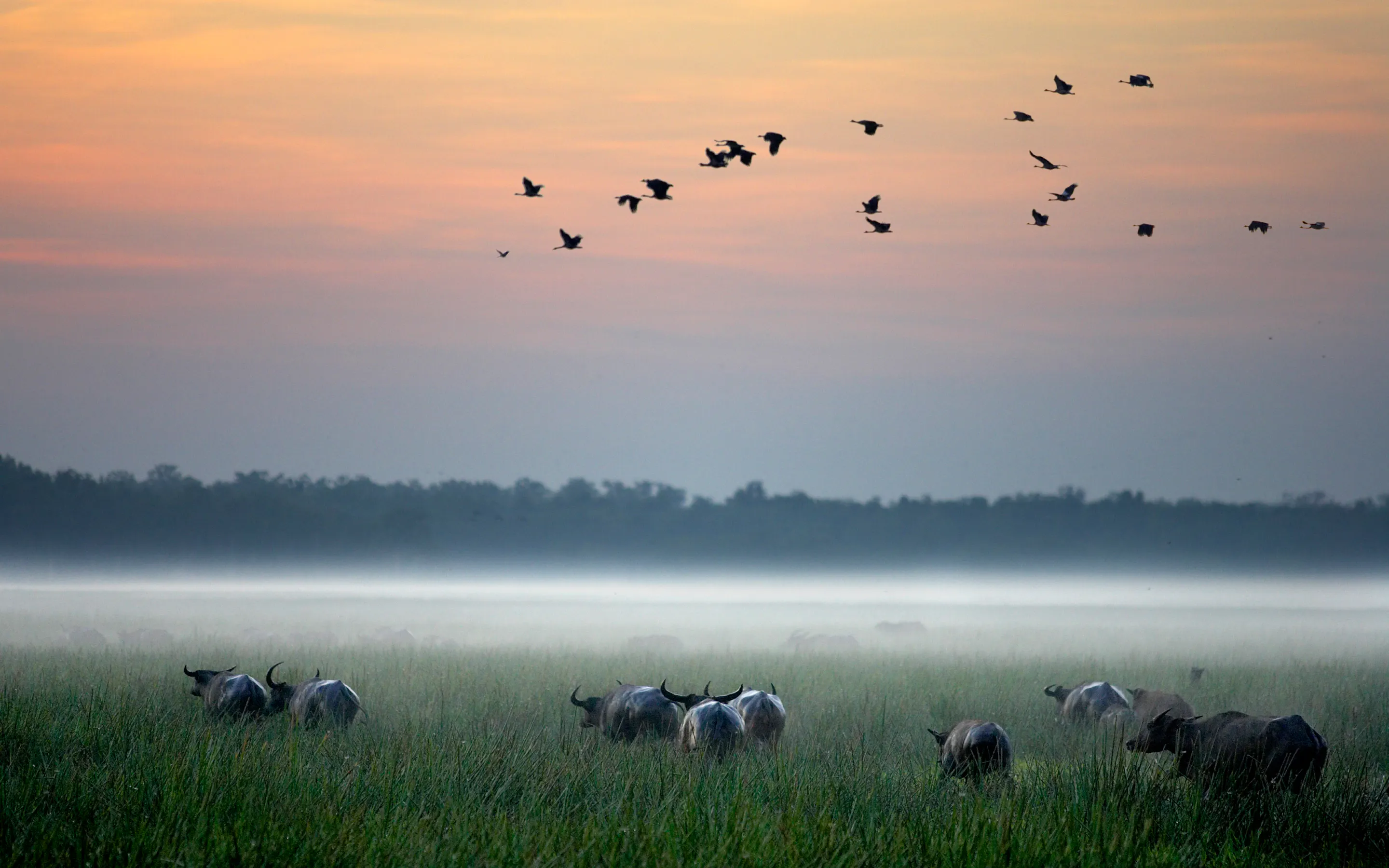 wildlife in wetlands at sunset