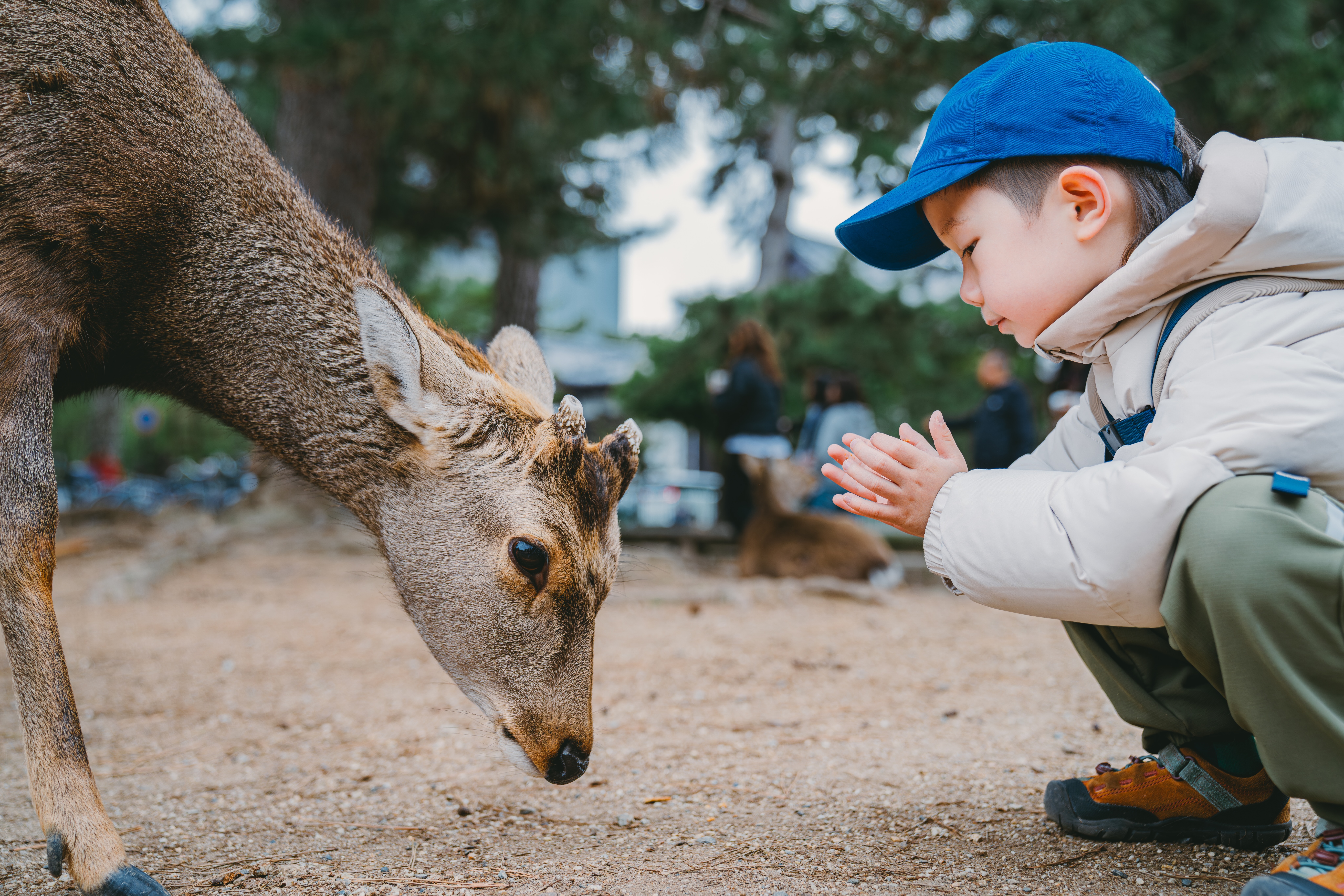 A child in a blue cap crouches before a deer in Nara Park, their faces close together on the sandy ground.