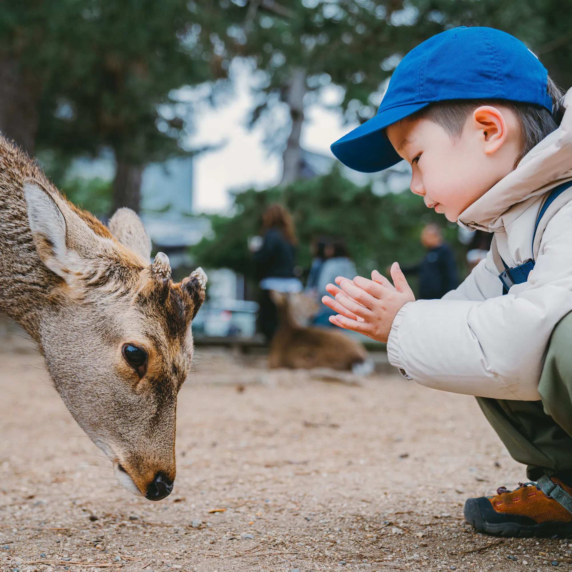 A child in a blue cap crouches before a deer in Nara Park, their faces close together on the sandy ground.
