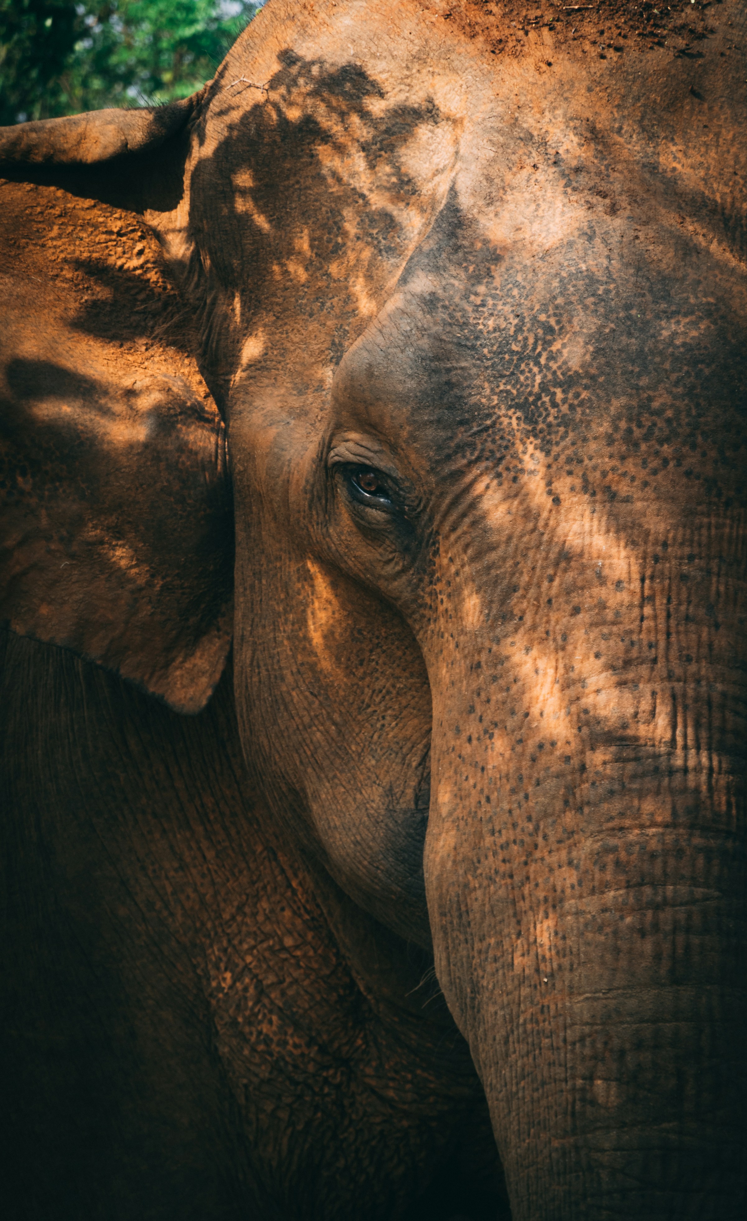 A close portrait frames an elephant's eye and wrinkled trunk in warm light, with rough skin filling the scene.